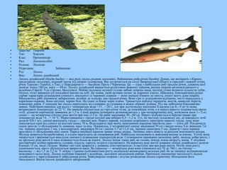 • Царство: Тварини
• Тип: Хордові
• Клас: Променепері
• Ряд: Лососеподібні
• Родина: Лососеві
• Підродина: Salmoninae
• Рід: Лосось
• Вид: Лосось дунайський
• Лосось дунайський (Hucho hucho) — вид ряду лосось родини лососевих. Найцінніша риба річок басейну Дунаю, що витікають з Карпат,
представник лососевих, відомий також під назвою головатиця. Він зустрічається на сході Закарпатської області в середній і нижній течіях
річок Тересви і Тереблі, у Тисі, у Передкарпатті — басейнах Прута і Черемоша. Це — одна з найбільших риб гірських річок, довжина якої
досягає понад 180 см, маса — 60 кг. Лосось дунайський вважається реліктовою формою тайменя, раніше широко розповсюдженого у
водоймах Євразії. Тіло струнке, брускувате. Майже половину великої голови займає широка паща, щелепи усіяні великою кількістю зубів.
Опуклі, чітко виражені очі посаджені високо на лобі. Це хижак, який активно полює на широких плесах. Швидким, блискавичним рухам
сприяє характерне розміщення спинного, анального та черевних плавців — вони зміщені ближче до хвоста, лопаті якого дуже широкі.
Маскуватись рибі допомагає забарвлення, подібне до кольору дна гірської річки. Воно сіре із зеленуватим відтінком, часто переходить у
коричнево-червоне. Боки світліші, черево біле. На спині та боках чорні плями. Тримається поблизу перекатів, мостів, навислих берегів,
повалених дерев. У пошуках їжі лосось переходить від схованки до схованки в межах обраної ділянки. Під час небезпеки блискавично
зникає. Найсприятливішою для нього є температура води +15…+20 С, але при достатньому насиченні її киснем (до 8—9 мг/л) може
витримувати температуру до 22 °C. На зимівлю спускається до гирл річок та ям, де спокійніша течія, а в період нересту піднімається проти
течії, долаючи перешкоди заввишки до 1,2 м. Самці вперше починають розмножуватись у три-чотирирічному віці, досягаючи маси 1—2 кг,
самки — на четвертому-п'ятому році життя при масі 2-3 кг. Це риби завдовжки 50—60 см. Нерест відбувається в березні-травні при
температурі води +6…+ 10 °C. Нерестовищами є гірські потоки завглибшки 0,3—1,2 м. Тут, на чистому гальковому дні, де швидкість течії
досягає 0,6-1 м/с, самиці викопують гнізда — овальні ями. Нерест парний, плідники охороняють територію навколо гнізда, тому вони
знаходяться один від одного на відстані понад 70 м. Відкладають ікру вночі, невеликими порціями протягом двох — п'яти діб. Плодючість
самок зростає із збільшенням їх довжини, маси та віку. Наприклад, у чотирирічної самиці завдовжки 59 см і масою понад З кг виявлено 7,6
тис. ікринок діаметром 2 мм, у восьмирічної, завдовжки 84 см і масою 5,7 кг-11,4 тис. ікринок діаметром 5 мм. Діаметр і маса ікринок
зростають із збільшенням віку самок. Період інкубації ікринок триває понад місяць. Личинки довго живуть за рахунок жовткового міхура.
Молодь живиться безхребетними, а згодом переходить на споживання риб. Найбільша інтенсивність живлення восени та взимку. Улітку вона
знижується і припиняється внаслідок значного підвищення температури води. Споживаючи переважно малоцінну рибу, молодь добре росте, і
на третьому році життя її маса підвищується більш як втричі. Лосось поїдає таких риб, як гольян, пічкур, ялець-андруга, ялець. У шлунках
шестирічних особин виявляють головня, підуста, харіуса, пструга струмкового. На першому році життя довжина лосося дунайського досягає
близько 15 см, іноді і більше. Майже такі самі прирости у довжину спостерігаються і в наступні два-три роки життя. Потім темп росту
уповільнюється, проте збільшуються прирости маси. На першому — четвертому році вони становлять від 70 до 760 г, на п'ятому —
восьмому — від 1,3 до 2,2 кг. У зв'язку з такими особливостями росту недоцільно виловлювати молодих риб, бо це зменшує відтворювальні
можливості цього виду. Лосось особливо бажаний у водоймах, заселених малоцінною рибою. Причиною зменшення чисельності лосося
дунайського є зарегулювання й забруднення річок. Найсуворіша охорона і штучне розведення лосося сприятиму збільшенню його
чисельності. Вилов лосося дунайського заборонений.
 