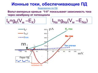 Вольт-амперные кривые “I-V” показывают зависимость тока
через мембрану от потенциала
INa=gNa(Vм –ENa)IК=gК(Vм –EК)
Входящий
натриевый ток
leak
Na ток
Ток утечки
Kv-ток
Порог ПД
-I Na= Ileak+ I K
ПП
Ионные токи, обеспечивающие ПД
Видеоролик по ПД
 