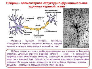 Основные функции нейрона: генерация,
проведение и передача нервного импульса, который
является носителем информации в нервной системе.
Нейрон – элементарная структурно-функциональная
единица нервной ткани
Нейрон состоит из тела и дифференцированных по строению и функциям
отростков. Длинный отросток (нервное волокно) - аксон – у большинства
нейронов имеет миелиновую оболочку, состоящую из особого жироподобного
вещества – миелина. Она образуется специальными клетками – Шванновскими
клетками. По аксону сигнал передается от тела нейрона. Короткие отростки –
дендриты – участвуют в передаче сигнала к телу нейрона.
 