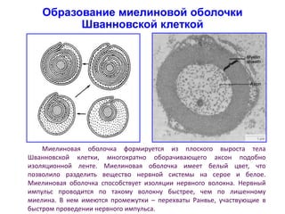 Образование миелиновой оболочки
Шванновской клеткой
Миелиновая оболочка формируется из плоского выроста тела
Шванновской клетки, многократно оборачивающего аксон подобно
изоляционной ленте. Миелиновая оболочка имеет белый цвет, что
позволило разделить вещество нервной системы на серое и белое.
Миелиновая оболочка способствует изоляции нервного волокна. Нервный
импульс проводится по такому волокну быстрее, чем по лишенному
миелина. В нем имеются промежутки – перехваты Ранвье, участвующие в
быстром проведении нервного импульса.
 