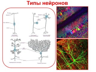 Типы нейронов
 