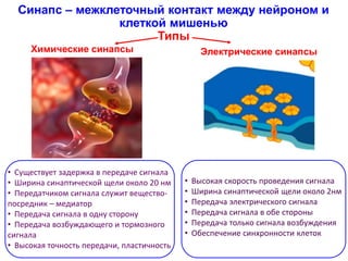 Синапс – межклеточный контакт между нейроном и
клеткой мишенью
Типы
Химические синапсы Электрические синапсы
• Высокая скорость проведения сигнала
• Ширина синаптической щели около 2нм
• Передача электрического сигнала
• Передача сигнала в обе стороны
• Передача только сигнала возбуждения
• Обеспечение синхронности клеток
• Существует задержка в передаче сигнала
• Ширина синаптической щели около 20 нм
• Передатчиком сигнала служит вещество-
посредник – медиатор
• Передача сигнала в одну сторону
• Передача возбуждающего и тормозного
сигнала
• Высокая точность передачи, пластичность
 
