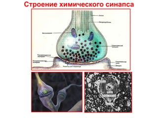 Строение химического синапса
 