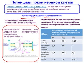Потенциал покоя нервной клетки
Потенциал покоя (мембранный потенциал) - это разность потенциалов
между наружной и внутренней поверхностью мембраны в состоянии
относительного физиологического покоя.
Причины формирования потенциала покоя
неодинаковое распределение
ионов по обе стороны мембраны
избирательная проницаемость мембраны
для ионов. В состоянии покоя мембрана
неодинаково проницаема для различных
ионов.
•Электрохимическое равновесие (силы
диффузии+силы электростатического
взаимодействия)
•Натрий-калиевый насос
Объект
Соотношение проницаемостей
PK:PNa:PCl в покое, нормированное
по отношению к PK
PK PNa PCl
Аксон
кальмара
1,0 0,04 0,25
Мышечные
волокна
лягушки
1,0 0,01 2
Мембрана
перехвата
Ранвье
1,0 0,04 0,2
Амеба 1,0 1,0 0,01
 