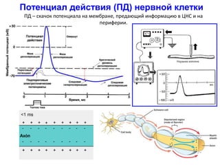 Потенциал действия (ПД) нервной клетки
ПД – скачок потенциала на мембране, предающий информацию в ЦНС и на
периферии.
 