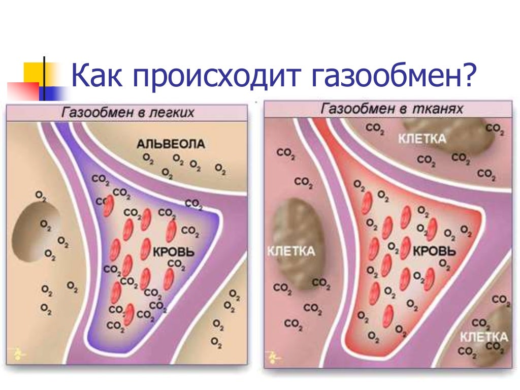 Какая ткань выполняет газообмен. Как происходит газообмен. газообмен в тканях. тканевое дыхание происходит. схема тканевого газообмена.