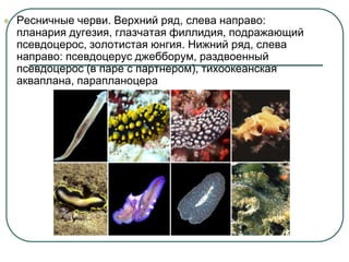  Ресничные черви. Верхний ряд, слева направо:
планария дугезия, глазчатая филлидия, подражающий
псевдоцерос, золотистая юнгия. Нижний ряд, слева
направо: псевдоцерус джебборум, раздвоенный
псевдоцерос (в паре с партнером), тихоокеанская
акваплана, парапланоцера
 