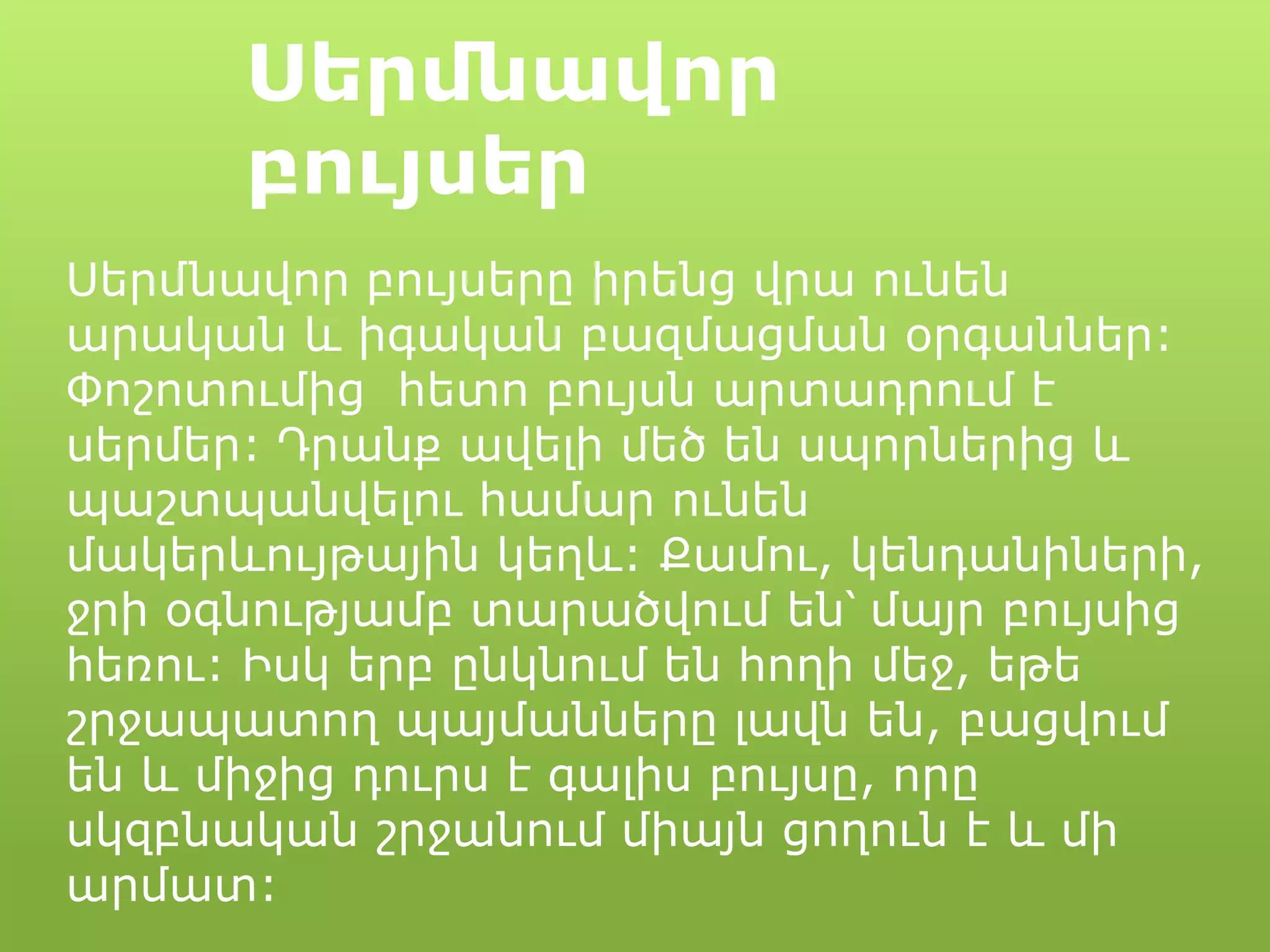 Սերմնավոր
բույսեր
Սերմնավոր բույսերը իրենց վրա ունեն
արական և իգական բազմացման օրգաններ:
Փոշոտումից հետո բույսն արտադրում է
սերմեր: Դրանք ավելի մեծ են սպորներից և
պաշտպանվելու համար ունեն
մակերևույթային կեղև: Քամու, կենդանիների,
ջրի օգնությամբ տարածվում են՝ մայր բույսից
հեռու: Իսկ երբ ընկնում են հողի մեջ, եթե
շրջապատող պայմանները լավն են, բացվում
են և միջից դուրս է գալիս բույսը, որը
սկզբնական շրջանում միայն ցողուն է և մի
արմատ:
 