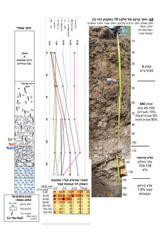 0.00
5.00
10.00
15.00
20.00
25.00
020406080100120140‫עומק‬(‫ס‬"‫מ‬)
‫יתיר‬‫יער‬L19
ECX10
Na(meql
Ca+Mg(meq/l)
SAR
‫חרסית‬10
‫פעיל‬‫גיר‬
‫רטיבות‬
pH
0.00
5.00
10.00
15.00
20.00
25.00
020406080100120140‫עומק‬(‫ס‬"‫מ‬)
‫יתיר‬‫יער‬L19
ECX10
Na(meql
Ca+Mg(meq/l)
SAR
‫חרסית‬10
‫פעיל‬‫גיר‬
‫רטיבות‬
pH
90
20
90
100
110
60
20
120
130
140
120
160
40
30
20
10
‫אופק‬A
0-42‫ס‬"‫מ‬
‫אופק‬ABC
42-102‫ס‬"‫מ‬
10%‫תצבירים‬.
2%‫למעלה‬ ‫אבנים‬
92%‫למטה‬ ‫אבנים‬
‫סלע‬‫קירטוני‬
‫בחלקו‬ ‫בלוי‬
102-139
‫ס‬"‫מ‬
‫סלע‬‫קירטון‬
‫קשה‬2.9%
‫נקבוביות‬
0-2 2-5 5-10 10-20
0-20 50 50 75 50
20-40 150 100 175 75
40-60 125 225 25 0
60-80 75 50 25 0
80-100 0 0 0 0
100-120 25 0 0 0
120-140 75 0 0 0
‫במ‬ ‫שורשים‬ ‫מספר‬"‫במקטעי‬ ‫ר‬
‫קוטר‬ ‫קבוצות‬ ‫לפי‬ ‫העומק‬
‫קוטר‬(‫מ‬"‫מ‬)
‫עומק‬(‫ס‬"‫מ‬)
Na+
NaCl
Ca++
‫אופק‬
A
‫שורשים‬ ‫ריכוז‬
‫הגדלים‬ ‫בכל‬
‫שורשים‬ ‫ריכוז‬
‫דקים‬
‫של‬ ‫סימנים‬ ‫מקרא‬
‫החת‬‫העמודי‬
‫סלע‬‫קירטון‬
‫קירטון‬‫בלוי‬
‫גיר‬ ‫תצבירי‬
Ca++Na+NaCl
‫מלח‬ ‫ריכוזי‬
‫ויונים‬
2‫א‬:‫חלקה‬ ‫של‬ ‫קרקע‬ ‫חת‬09‫החי‬ ‫במקטע‬(L)
‫מצולם‬ ‫חתך‬,‫בקרקע‬ ‫רכיבים‬ ‫חתך‬,‫תואמים‬ ‫מצויר‬ ‫עמודי‬ ‫וחתך‬
‫מספר‬ ‫וחתך‬
‫לפי‬ ‫השורשים‬
‫ר‬‫קוט‬ ‫קבוצות‬
‫עמודי‬ ‫חת‬
 
