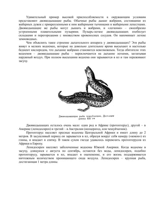 Удивительный пример высокой приспособляемости к окружающим условиям
представляют двоякодышащие рыбы. Обычные рыбы дышат жабрами, состоящими из
жаберных дужек с прикрепленными к ним жаберными тычинками и жаберными лепестками.
Двоякодышащие же рыбы могут дышать и жабрами, и «легкими» – своеобразно
устроенными плавательными пузырями. Пузырь-легкое двоякодышащих изобилует
складками и перегородками с множеством кровеносных сосудов. Он напоминает легкие
земноводных.
Чем объяснить такое строение дыхательного аппарата у двоякодышащих? Эти рыбы
живут в мелких водоемах, которые на довольно длительное время высыхают и настолько
беднеют кислородом, что дыхание жабрами становится невозможным. Тогда обитатели этих
водоемов – двоякодышащие рыбы – переключаются на дыхание легкими, заглатывая
наружный воздух. При полном высыхании водоема они зарываются в ил и там переживают
засуху.
Двоякодышащих осталось очень мало: один род в Африке (протоптерус), другой – в
Америке (лепидосирен) и третий – в Австралии (неоцератод, или чешуйчатник).
Протоптерус населяет пресные водоемы Центральной Африки и имеет длину до 2
метров. В засушливый период он зарывается в ил, образуя вокруг себя камеру («кокон») из
глины, и впадает в спячку. В таком сухом гнезде удавалось перевозить протоптерусов из
Африки в Европу.
Лепидосирен населяет заболоченные водоемы Южной Америки. Когда водоемы в
засуху, длящуюся с августа по сентябрь, остаются без воды, лепидосирен, подобно
протоптерусу, зарывается в ил, впадает в оцепенение, и его жизнь поддерживается
ничтожным количеством проникающего сюда воздуха. Лепидосирен – крупная рыба,
достигающая 1 метра длины.
 