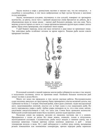 Акулы носятся в море с разинутыми пастями и хватают все, что им попадется, – и
съедобное и несъедобное, в том числе выброшенные за борт пустые бутылки и жестянки
из-под консервов.
Акулы, питающиеся сельдями, очутившись в стае сельдей, пожирают их чрезмерное
количество, до рвоты, после чего с прежней жадностью снова бросаются на добычу. Да и
обыкновенная щука не менее жадна – хватает рыб большего размера, чем она сама. Часть
жертвы остается торчать из пасти, и с таким продовольственным грузом щука плавает долгое
время. Щука очень прожорлива, она потребляет много корма.
У рыб бывают периоды, когда они мало питаются и даже вовсе не принимают пищи.
Так, некоторые рыбы ослабляют питание во время нереста. Хищная рыба налим совсем
прекращает питание.
В холодный осенний и зимний периоды многие рыбы собираются на ямы и там зимуют
в полусонном состоянии, почти не принимая пищи. Особенно большое количество рыб
зимует на ямах в дельте Волги.
Много лет назад мы проводили в этих местах научные работы. Исследовательское
судно медленно двигалось по просторному банку приморского участка волжской дельты, над
глубинами не более 2–3 метров. Опытный рыбак, взяв в руки длинный, гладко выструганный
шест, заканчивавшийся лопаткой, опустил его за борт судна и стал нащупывать рыбу. По
шесту передавались удары о рыбу: грубые удары указывали на то, что в яме сазан, мягкие,
скользящие свидетельствовали о том, что здесь сом. Сомов было громадное количество.
Небольшой сеткой-накидкой можно было наловить десятки пудов крупных сомов.
Несколько сомов мы вскрыли, желудки их оказались пустыми, как и у сазанов.
Продержаться с осени до весны без пищи можно, очевидно, только в полусонном,
малоподвижном состоянии. Следовательно, рыбы могут впадать в зимнюю спячку, как и
наземные животные. Главная причина спячки наземных животных и рыб – низкая
температура воздуха и воды. Но у рыб наблюдается и особого рода спячка, вызываемая
резким повышением или понижением температуры, причем перегрев рыбы переносят
 