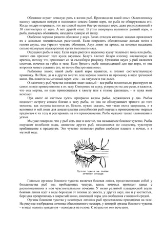 Обоняние играет немалую роль в жизни рыб. Производили такой опыт. Ослепленному
налиму закрывали ноздри и подносили совсем близко корм, но рыба не обнаруживала его.
Когда ноздри открывали, тот же слепой налим быстро находил корм, даже расположенный в
30 сантиметрах от него. А вот другой опыт. В углы аквариума положили разный корм, и
рыба, пользуясь обонянием, находила нужную ей пищу.
Особенно хорошо развито обоняние у акул. Запах отходов китовых заводов привлекает
их с довольно значительных расстояний. Если повредить обонятельные дольки мозга в
голове акулы, она утратит чувство обоняния. Акул ловят на крюки, на которые насажены
сильно пахнущие поджаренные куски тюленьего мяса.
Ощущают рыбы и вкус. Если акула рвется к жареному куску тюленьего мяса или рыбы,
значит она признает этот кусок вкусным. Белуга хватает белую клеенку, насаженную на
крючок, потому что принимает ее за съедобную ракушку. Органами вкуса у рыб являются
сосочки, почечки на губах и теле. Если бросить рыбе неподходящий для нее корм, то она
второпях может схватить его, но потом быстро выплюнет.
Рыболовы знают, какой рыбе какой корм нравится, и готовят соответствующую
приманку. На Неве, да и в других местах лещ хорошо ловится на приманку в виде гречневой
каши. Язь ловится на моченый горох, сом – на лягушек и так далее.
О наличии у рыб чувства осязания знает каждый – все рыбы моментально реагируют на
самое легкое прикосновение к их телу. Смотришь на щуку, уснувшую на дне реки, и кажется,
что она мертва, но едва прикоснешься к хвосту или к голове удилищем, – и щука вмиг
исчезает.
При охоте со светлым лучом прекрасно видны рыбы, держащиеся у дна. Рыбак
подносит острогу совсем близко к телу рыбы, но она не обнаруживает тревоги до того
момента, как острога коснется ее. Кстати, нужно сказать, что такая охота запрещена, и я
вспомнил о ней лишь для доказательства способности рыб ощущать прикосновение твердых
предметов к их телу и реагировать на эти прикосновения. Рыбы осязают также плавниками и
усами.
Мы уже говорили, что у рыб есть еще и шестое, так называемое боковое чувство. Рыбы
ощущают колебания воды, движение других рыб, находящихся по соседству, чувствуют
приближение к предметам. Это чувство позволяет рыбам свободно плавать и ночью, и в
мутной воде.
Главным органом бокового чувства является боковая линия, представляющая собой у
большинства рыб ряд прободенных чешуек, вдоль которых проходит канал с
расположенными в нем чувствительными почками. У низко развитой плащеносной акулы
боковая линия идет в виде бороздки от головы до хвоста, у других акул, как и у костистых,
бороздка превратилась в закрытый канал, имеющий поры для сообщения с внешней средой.
Органы бокового чувства у некоторых личинок рыб представлены придатками на теле.
На рисунке изображена личинка обыкновенного пескаря, у которой органы бокового чувства
– в виде нежных придатков – находятся на голове. С возрастом они исчезают.
 