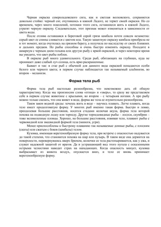 Черная окраска североладожского сига, как и светлая волховского, сохраняется
довольно стойко: черный сиг, очутившись в южной Ладоге, не теряет своей окраски. Но со
временем, через много поколений, потомки этого сига, оставшиеся жить в южной Ладоге,
утратят черную окраску. Следовательно, этот признак может изменяться в зависимости от
цвета воды.
После отлива оставшаяся в береговой серой грязи камбала почти совсем незаметна:
серый цвет ее спины сливается с цветом ила. Такую защитную окраску камбала приобрела не
в тот момент, когда очутилась на грязном берегу, а получила по наследству от своих ближних
и дальних предков. Но рыбы способны и очень быстро изменять окраску. Посадите в
аквариум с черным дном гольяна или другую рыбу с яркой окраской, и через некоторое время
вы увидите, что цвет рыбы поблек.
В окраске рыб много удивительного. Среди рыб, обитающих на глубинах, куда не
проникает даже слабый луч солнца, есть ярко раскрашенные.
Бывает и так: в стае рыб с обычной для данного вида окраской попадаются особи
белого или черного цвета; в первом случае наблюдается так называемый альбинизм, во
втором – меланизм.
Форма тела рыб
Форма тела рыб настолько разнообразна, что невозможно дать ей общую
характеристику. Когда мы произносим слова «птица» и «зверь», то сразу же представляем
себе в первом случае животное с крыльями, во втором – с четырьмя ногами. А про рыбу
можно только сказать, что она живет в воде, форма же тела ее изумительно разнообразна.
Таков закон водной среды: хочешь жить в воде – научись плавать. Легче плавать, когда
тело имеет продолговатую форму. У многих рыб именно такая форма. Быстро и ловко,
преодолевая большие расстояния, носится стадами колючая акула, форма тела которой
похожа на подводную лодку или торпеду. Другие торпедовидные рыбы – лососи, скумбрии –
тоже великолепные пловцы. Хорошо, на большие расстояния, извивая тело, плавают рыбы с
червовидной или змеевидной формой тела (миноги, угри).
Менее приспособлены к быстрому плаванию так называемые донные рыбы, с плоским
(скаты) или сжатым с боков (камбалы) телом.
Кузовка, имеющая веретенообразную форму тела, при встрече с опасностью надувается
до такой степени, что становится похожа на шар или пузырь. В таком виде она держится на
поверхности, перевернувшись вверх брюхом, колючки ее тела растопыриваются, как у ежа, и
служат надежной защитой от врагов. Да и устрашающий вид этого пугала с оскаленными
острыми челюстями наводит страх на нападающих. Когда опасность минует, кузовка
выбрасывает из живота воздух, опускается вниз, и тело ее вновь принимает
веретенообразную форму.
 