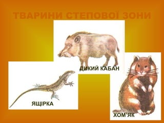 ТВАРИНИ СТЕПОВОЇ ЗОНИ
ЯЩІРКА
ХОМ’ЯК
ДИКИЙ КАБАН
 