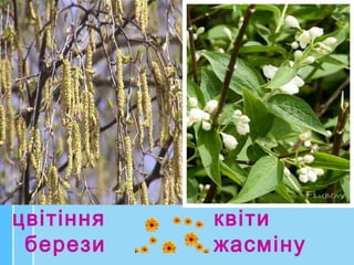 цвітіння
берези
квіти
жасміну
 