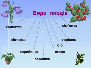 Види плодівВиди плодів
кістянкакістянка
коробочкакоробочка ягодаягода
горішокгорішок
крилаткакрилатка
зернівказернівка
біб
'сім янка'сім янка
 