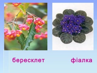бересклет фіалка
 
