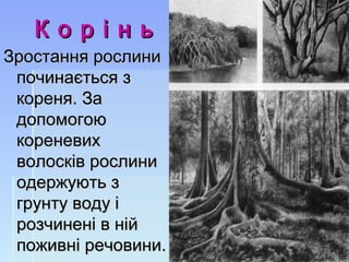 К о рК о р іі н ьн ь
Зростання рослиниЗростання рослини
починається зпочинається з
кореня. Закореня. За
допомогоюдопомогою
кореневихкореневих
волосків рослиниволосків рослини
одержують зодержують з
грунту воду ігрунту воду і
розчинені в нійрозчинені в ній
поживні речовини.поживні речовини.
 
