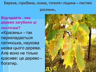 дуб
Відгадайте , яке
дерево загубило ці
листочки?
, , , –Береза горобина осика тополя і ліщина листяні, , , –Береза горобина осика тополя і ліщина листяні
рослинирослини..
« » -Красень так
перекладається
,латинська наукова
.назва цього дерева
Але воно не тільки
: -красиве це дерево
.богатир
дуб
 