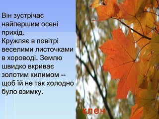 клен
Він зустрічаєВін зустрічає
найпершим осенінайпершим осені
.прихід.прихід
Кружляє в повітріКружляє в повітрі
веселими листочкамивеселими листочками
. в хороводі Землю. в хороводі Землю
швидко вкриваєшвидко вкриває
--золотим килимом --золотим килимом
щоб їй не так холоднощоб їй не так холодно
.було взимку.було взимку
 