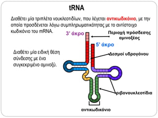 tRNA
Διαθέτει μία τριπλέτα νουκλεοτιδίων, που λέγεται αντικωδικόνιο, με την
οποία προσδένεται λόγω συμπληρωματικότητας με το αντίστοιχο
κωδικόνιο του mRNA. 3’ άκρο
5’ άκρο
ριβονουκλεοτίδια
Περιοχή πρόσδεσης
αμινοξέος
αντικωδικόνιο
Δεσμοί υδρογόνουΔιαθέτει μία ειδική θέση
σύνδεσης με ένα
συγκεκριμένο αμινοξύ.
 