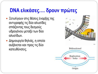 DNA ελικάσες…. δρουν πρώτες
 Ξετυλίγουν στις θέσεις έναρξης της
αντιγραφής τις δύο αλυσίδες
σπάζοντας τους δεσμούς
υδρογόνου μεταξύ των δύο
αλυσίδων.
 Δημιουργία θηλιάς, η οποία
αυξάνεται και προς τις δύο
κατευθύνσεις.
 