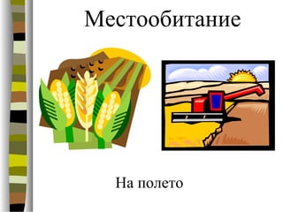Местообитание
На полето
 