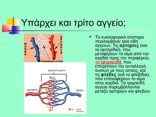 Υπάρχει και τρίτο αγγείο;
 Το κυκλοφορικό σύστημα
περιλαμβάνει τρία είδη
αγγείων. Τις αρτηρίες (και
τα αρτηρίδια), που
μεταφέρουν το αίμα από την
καρδιά προς την περιφέρεια,
τα τριχοειδή, που
επιτρέπουν την ανταλλαγή
ουσιών με τους ιστούς, και
τις φλέβες (και τα φλεβίδια),
που επαναφέρουν το αίμα
στην καρδιά. Τα τριχοειδή
αγγεία παρεμβάλλονται
μεταξύ αρτηριών και φλεβών.
 