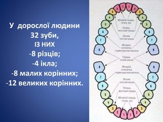 У дорослої людини
32 зуби,
ІЗ НИХ
-8 різців;
-4 ікла;
-8 малих корінних;
-12 великих корінних.
 