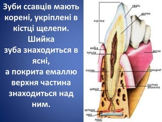Зуби ссавців мають
корені, укріплені в
кістці щелепи.
Шийка
зуба знаходиться в
ясні,
а покрита емаллю
верхня частина
знаходиться над
ним.
 
