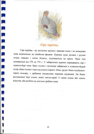 -,,11
l::'-1Ц
;
;
iЁ
*
t
*
t
l]
t
t
t
Cipo ц}rрiпкс.
cipa курiгка - це достатньо крушIа i красlтва гIтаха i не випадково
вона вiдносt+тъýя до сiмейства фазанЬ Курiгпси дуже aKTr.BHi i pyxoMi
птiжи, пrвIцко i охоче бiгаотъ, пiдIiмаються на крило. Маса тiла
коJIиваетъся вiд 3?0 до 770 r, У забфвлеrшi курillки пýр9вакi}ютъ cipi i
охриýто-бурi тони. Верх гGловЕ i потrашпtя забарвленi в олr.вково-бурий
колiр, боки голови i горло РУдувато-охристi. lL[ия, Груди i боки го.гryбувато-
сiрого KoJ'ъopy, з дрiбшша )виJIястими чорн:ft{и смужками. На боках
рOзт€tшоВанi бурi гшmеI, жшtвiт свiтло-сiрий. У самок IUUIMa або зовсiм
вiдсугня, або розбlrга на декi-тька дрiбнюt IIJUIM.
15
 