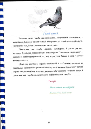 Голуб сuзtlй
Впiзнати IрФго голуба в ýрцрФý легко. ЗабарвлекIя у нього сизе, з
металiчrипл б.шлском на шиi та вояi, На крилах Двi TeMHi поперечнi смуги,
надФiстям бше"хвiот з темною С]чГУГОrо на кiнцi,
Жrшлжъся сr*зi гоlryби насir*rям культурнрtr( i шкlж росJIин,
ягодашъ булъбами. Гkашеrrяг€lми вигодовують "гIташинI&{ молочком" -
кдпкою з напьперетрllвленоi iжi, яку вiдрlтуютъ батъки з вOла у гпотку
молодого птаха,
дшd сшi голубп в ykpaiнi Еýчисленнi й особливого значення не
мають, апе нагriвдl.шсi гс;ryби наседеýrж пуl*стЪ мох{угъ збиратися у веллпсi
зграi i шкодrати посЬаlrл зерновlD( KyjlьTyp, забрудl*овати бушиrп*r тощо, З
диксго сизого гоlryба виведено багаго порrл свiйськлпс го;ryбiв,
Голуб.
Коло J|tлttна, коло броdу
31
 