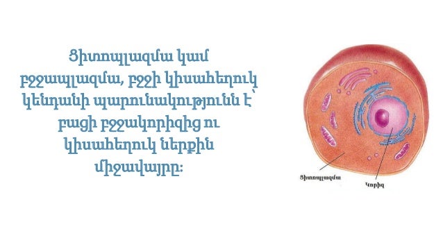 Ցիտոպլազմա, բջջի հիմնական օրգանոիդները, 2 — Լյուդմիլա Գորոյան