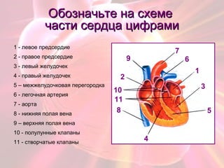 Обозначьте на схемеОбозначьте на схеме
части сердца цифрамичасти сердца цифрами
1 - левое предсердие
2 - правое предсердие
3 - левый желудочек
4 - правый желудочек
5 – межжелудочковая перегородка
6 - легочная артерия
7 - аорта
8 - нижняя полая вена
9 – верхняя полая вена
10 - полулунные клапаны
11 - створчатые клапаны
1
2
3
4
5
6
7
8
9
10
11
 