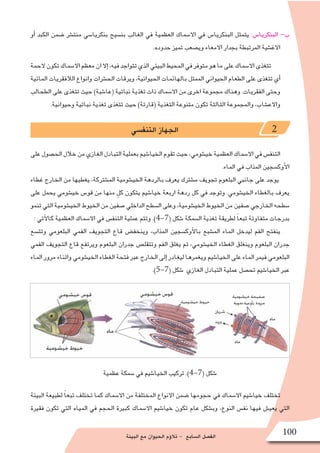 ‫البيئة‬ ‫مع‬ ‫الحيوان‬ ‫ؤم‬�‫تال‬ - ‫ال�سابع‬ ‫الف�صل‬ 100
‫أو‬� ‫الكبد‬ ‫�ضمن‬ ‫منت�شر‬ ‫بنكريا�سي‬ ‫بن�سيج‬ ‫الغالب‬ ‫في‬ ‫العظمية‬ ‫اال�سماك‬ ‫في‬ ‫البنكريا�س‬ ‫يتمثل‬ :‫البنكريا�س‬ -‫ب‬
.‫حدوده‬ ‫تميز‬ ‫وي�صعب‬ ‫االمعاء‬ ‫بجدار‬ ‫المرتبطة‬ ‫االغ�شية‬
‫الحمة‬‫تكون‬‫اال�سماك‬‫معظم‬‫ان‬‫إال‬�،‫فيه‬‫تتواجد‬‫الذي‬‫البيئي‬‫المحيط‬‫في‬‫متوفر‬‫هو‬‫ما‬‫على‬‫اال�سماك‬‫تتغذى‬
‫المائية‬ ‫الالفقريات‬ ‫وانواع‬ ‫الح�شرات‬ ‫ويرقات‬ ،‫الحيوانية‬ ‫بالهائمات‬ ‫الممثل‬ ‫الحيواني‬ ‫الطعام‬ ‫على‬ ‫تتغذى‬ ‫أي‬�
‫الطحالب‬ ‫على‬ ‫تتغذى‬ ‫حيث‬ )‫(عا�شبة‬ ‫نباتية‬ ‫تغذية‬ ‫ذات‬ ‫اال�سماك‬ ‫من‬ ‫اخرى‬ ‫مجموعة‬ ‫وهناك‬ .‫الفقريات‬ ‫وحتى‬
.‫وحيوانية‬ ‫نباتية‬ ‫تغذية‬ ‫تتغذى‬ ‫حيث‬ )‫(قارتة‬ ‫التغذية‬ ‫متنوعة‬ ‫تكون‬ ‫الثالثة‬ ‫والمجموعة‬ ،‫واالع�شاب‬
‫التنف�سي‬ ‫الجهاز‬ 2
‫على‬‫الح�صول‬‫خالل‬‫من‬‫الغازي‬‫التبادل‬‫بعملية‬‫الخيا�شيم‬‫تقوم‬‫حيث‬،‫خي�شومي‬‫العظمية‬‫اال�سماك‬‫في‬‫التنف�س‬
.‫الماء‬ ‫في‬ ‫المذاب‬ ‫أوك�سجين‬‫ل‬‫ا‬
‫غطاء‬ ‫الخارج‬ ‫من‬ ‫يغطيها‬ ،‫الم�شتركة‬ ‫الخي�شومية‬ ‫بالردهة‬ ‫يعرف‬ ‫م�شترك‬ ‫تجويف‬ ‫البلعوم‬ ‫جانبي‬ ‫على‬ ‫يوجد‬
‫على‬ ‫يحمل‬ ‫خي�شومي‬ ‫قو�س‬ ‫من‬ ‫منها‬ ٍ‫كل‬ ‫يتكون‬ ‫خيا�شيم‬ ‫اربعة‬ ‫ردهة‬ ‫كل‬ ‫في‬ ‫وتوجد‬ .‫الخي�شومي‬ ‫بالغطاء‬ ‫يعرف‬
‫تنمو‬‫التي‬‫الخي�شومية‬‫الخيوط‬‫من‬‫�صفين‬‫الداخلي‬‫ال�سطح‬‫وعلى‬،‫الخي�شومية‬‫الخيوط‬‫من‬‫�صفين‬‫الخارجي‬‫�سطحه‬
: ‫آتي‬‫ل‬‫كا‬ ‫العظمية‬ ‫اال�سماك‬ ‫في‬ ‫التنف�س‬ ‫عملية‬ ‫وتتم‬ .)4-7( ‫�شكل‬ ‫ال�سمكة‬ ‫تغذية‬ ‫لطريقة‬ ً‫ا‬‫تبع‬ ‫متفاوتة‬ ‫بدرجات‬
‫وتت�سع‬ ‫البلعومي‬ ‫الفمي‬ ‫التجويف‬ ‫قاع‬ ‫وينخف�ض‬ ،‫المذاب‬ ‫أوك�سجين‬‫ل‬‫با‬ ‫الم�شبع‬ ‫الماء‬ ‫ليدخل‬ ‫الفم‬ ‫ينفتح‬
‫الفمي‬ ‫التجويف‬ ‫قاع‬ ‫ويرتفع‬ ‫البلعوم‬ ‫جدران‬ ‫وتتقل�ص‬ ‫الفم‬ ‫يغلق‬ ‫ثم‬ ،‫الخي�شومي‬ ‫الغطاء‬ ‫وينغلق‬ ‫البلعوم‬ ‫جدران‬
‫الماء‬ ‫مرور‬ ‫واثناء‬ ‫الخي�شومي‬ ‫الغطاء‬ ‫فتحة‬ ‫عبر‬ ‫الخارج‬ ‫إلى‬� ‫ليغادر‬ ‫ويغمرها‬ ‫الخيا�شيم‬ ‫على‬ ‫الماء‬ ‫فيمر‬ ‫البلعومي‬
.)5-7( ‫�شكل‬ ‫الغازي‬ ‫التبادل‬ ‫عملية‬ ‫تح�صل‬ ‫الخيا�شيم‬ ‫عبر‬
‫عظمية‬ ‫�سمكة‬ ‫في‬ ‫الخيا�شيم‬ ‫تركيب‬ .)4-7( ‫�شكل‬
‫البيئة‬ ‫لطبيعة‬ ً‫ا‬‫تبع‬ ‫تختلف‬ ‫كما‬ ‫اال�سماك‬ ‫من‬ ‫المختلفة‬ ‫االنواع‬ ‫�ضمن‬ ‫حجومها‬ ‫في‬ ‫اال�سماك‬ ‫خيا�شيم‬ ‫تختلف‬
‫فقيرة‬ ‫تكون‬ ‫التي‬ ‫المياه‬ ‫في‬ ‫الحجم‬ ‫كبيرة‬ ‫اال�سماك‬ ‫خيا�شيم‬ ‫تكون‬ ‫عام‬ ‫وب�شكل‬ ،‫النوع‬ ‫نف�س‬ ‫فيها‬ ‫يعي�ش‬ ‫التي‬
 