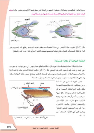 ‫البيئة‬ ‫مع‬ ‫الحيوان‬ ‫ؤم‬�‫تال‬ - ‫ال�سابع‬ ‫الف�صل‬101
‫وهذه‬ ،‫عالية‬ ‫بن�سب‬ ‫أوك�سجين‬‫ل‬‫ا‬ ‫فيها‬ ‫يتوفر‬ ‫التي‬ ‫البيئة‬ ‫في‬ ‫الحجم‬ ‫�صغيرة‬ ‫تكون‬ ‫بينما‬ ‫أوك�سجين‬‫ل‬‫ا‬ ‫من‬ ‫بمحتواها‬
. ‫البيئة‬ ‫�ضغط‬ ‫من‬ ‫نف�سها‬ ‫لحماية‬ ‫لال�سماك‬ ‫التركيبية‬ ‫التكيفات‬ ‫احد‬ ‫تمثل‬ ‫الحالة‬
:‫ال�سباحة‬ ‫مثانة‬ ‫أو‬� ‫الهوائية‬ ‫المثانة‬
،‫حجرتين‬ ‫أو‬� ‫واحدة‬ ‫حجرة‬ ‫ذي‬ ‫بجيب‬ ‫تتمثل‬ ،)‫ال�سباحة‬ ‫(مثانة‬ ‫هوائية‬ ‫مثانة‬ ‫العظمية‬ ‫اال�سماك‬ ‫غالبية‬ ‫تمتلك‬
،‫الرئة‬ ‫تركيب‬ ‫ي�شبه‬ ‫الداخلي‬ ‫المثانة‬ ‫وتركيب‬ ،)6-7( ‫�شكل‬ ‫الج�سمي‬ ‫التجويف‬ ‫�ضمن‬ ً‫ا‬‫ظهري‬ ً‫ا‬‫مو�ضع‬ ‫تتخذ‬ ‫وهي‬
،‫مغلقة‬ ‫ال�سباحة‬ ‫مثانة‬ ‫ت�صبح‬ ٍ‫ذ‬‫وعندئ‬ ‫العظمية‬ ‫اال�سماك‬ ‫معظم‬ ‫في‬ ‫يزول‬ ‫قد‬ ‫والمريء‬ ‫المثانة‬ ‫مابين‬ ‫واالت�صال‬
.‫المثانة‬ ‫بمفتوحة‬ ‫اال�سماك‬ ‫تعرف‬ ‫ثم‬ ‫ومن‬ ،‫مفتوحة‬ ‫المو�صلة‬ ‫القناة‬ ‫تبقى‬ ‫وقد‬
‫المثانة‬ ‫من‬ ‫االمامي‬ ‫الجزء‬ ‫يتميز‬
‫ال�شعرية‬ ‫الدموية‬ ‫أوعية‬‫ل‬‫ا‬ ‫من‬ ‫�شبكة‬ ‫بوجود‬
‫قد‬ ‫أو‬� ،‫العجيبة‬ ‫ال�شبكة‬ ‫ا�سم‬ ‫عليها‬ ‫يطلق‬
‫عليها‬ ‫يطلق‬ ‫وحينذاك‬ ‫التعقيد‬ ‫كثيرة‬ ‫تكون‬
‫وهذا‬ ،‫الحمراء‬ ‫الغدة‬ ‫أو‬� ‫أحمر‬‫ل‬‫ا‬ ‫الج�سم‬ ‫ا�سم‬
‫أوك�سجين‬‫ل‬‫ا‬ ‫مثل‬ ‫غازات‬ ‫ينتج‬ ‫التركيب‬
،‫الكاربون‬ ‫أوك�سيد‬� ‫وثنائي‬ ‫والنتروجين‬
‫للمثانة‬ ‫الغازي‬ ‫المحتوى‬ ‫أن‬�‫ف‬ ‫ثم‬ ‫ومن‬
‫من‬ ‫المختلفة‬ ‫االنواع‬ ‫في‬ ً‫ا‬‫كثير‬ ‫يتباين‬
.‫اال�سماك‬
‫العظمية‬ ‫ال�سمكة‬ ‫في‬ ‫ال�سباحة‬ ‫مثانة‬ .)6-7( ‫�شكل‬
‫بدخول‬ ‫لي�سمح‬ ‫الفم‬ ‫ويفتح‬ ‫الخيا�شيم‬ ‫غطاء‬ ‫يغلق‬ ‫حيث‬ ‫عظمية‬ ‫�سمكة‬ ‫في‬ ‫التنف�س‬ ‫عملية‬ ‫خطوات‬ )5-7( ‫�شكل‬
.)‫(للحفظ‬ ‫الماء‬ ‫مرور‬ ‫اثناء‬ ‫الغازي‬ ‫التبادل‬ ‫فيحدث‬ ‫الخيا�شيم‬ ‫غطاء‬ ‫ويفتح‬ ‫الفمية‬ ‫ال�صمامات‬ ‫تغلق‬ ‫ثم‬ ‫الماء‬
‫الفم‬ ‫تجويف‬
‫البلعوم‬
‫البلعوم‬
 