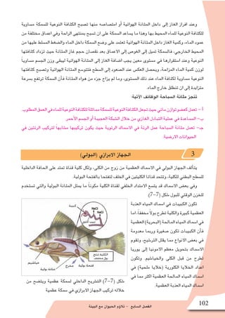 ‫البيئة‬ ‫مع‬ ‫الحيوان‬ ‫ؤم‬�‫تال‬ - ‫ال�سابع‬ ‫الف�صل‬ 102
‫من‬ ‫ويت�ضح‬ ‫عظمية‬ ‫ل�سمكة‬ ‫الداخلي‬ ‫الت�شريح‬ )7-7( ‫�شكل‬
‫عظمية‬ ‫�سمكة‬ ‫في‬ ‫االبرازي‬ ‫الجهاز‬ ‫تركيب‬ ‫خالله‬
‫م�ساوية‬ ‫لل�سمكة‬ ‫النوعية‬ ‫الكثافة‬ ‫ت�صبح‬ ‫منها‬ ‫امت�صا�صه‬ ‫أو‬� ‫الهوائية‬ ‫المثانة‬ ‫داخل‬ ‫إلى‬� ‫الغاز‬ ‫افراز‬ ‫وعند‬
‫من‬ ‫مختلفة‬ ‫اعماق‬ ‫وفي‬ ‫الراحة‬ ‫بمنتهى‬ ‫ت�سبح‬ ‫ان‬ ‫على‬ ‫ال�سمكة‬ ‫ي�ساعد‬ ‫ما‬ ‫وهذا‬ ‫بها‬ ‫المحيط‬ ‫للماء‬ ‫النوعية‬ ‫للكثافة‬
‫من‬ ‫عليها‬ ‫الم�سلط‬ ‫وال�ضغط‬ ‫الماء‬ ‫داخل‬ ‫ال�سمكة‬ ‫و�ضع‬ ‫على‬ ‫تعتمد‬ ‫الهوائية‬ ‫المثانة‬ ‫داخل‬ ‫الغاز‬ ‫وكمية‬ ،‫الماء‬ ‫عمود‬
‫كثافتها‬ ‫تزداد‬ ‫حيث‬ ‫المثانة‬ ‫غاز‬ ‫حجم‬ ‫نق�صان‬ ‫بعد‬ ‫االعماق‬ ‫إلى‬� ‫الغو�ص‬ ‫إلى‬� ‫تميل‬ ‫فال�سمكة‬ ،‫الخارجي‬ ‫المحيط‬
ً‫ا‬‫م�ساوي‬ ‫الج�سم‬ ‫وزن‬ ‫ليبقى‬ ‫الهوائية‬ ‫المثانة‬ ‫إلى‬� ‫الغاز‬ ‫ا�ضافة‬ ‫يجب‬ ‫معين‬ ‫م�ستوى‬ ‫في‬ ‫ا�ستقرارها‬ ‫وعند‬ ‫النوعية‬
‫كثافتها‬ ‫وت�صبح‬ ‫الهوائية‬ ‫المثانة‬ ‫فتتو�سع‬ ‫ال�سطح‬ ‫إلى‬� ‫ال�صعود‬ ‫عند‬ ‫العك�س‬ ‫ويح�صل‬ ،‫المزاحة‬ ‫الماء‬ ‫كمية‬ ‫لوزن‬
‫ب�سرعة‬ ‫ترتفع‬ ‫ال�سمكة‬ ‫أن‬�‫ف‬ ‫المثانة‬ ‫هواء‬ ‫من‬ ‫جزء‬ ‫يزاح‬ ‫لم‬ ‫وما‬ ،‫الم�ستوى‬ ‫ذلك‬ ‫عند‬ ‫الماء‬ ‫لكثافة‬ ‫م�ساوية‬ ‫النوعية‬
.‫الماء‬ ‫خارج‬ ‫تنطلق‬ ‫ان‬ ‫إلى‬� ‫متزايدة‬
:‫آتية‬‫ل‬‫ا‬ ‫الوظائف‬ ‫ال�سباحة‬ ‫مثانة‬ ‫تنجز‬
.‫المطلوب‬‫العمق‬‫في‬‫للماء‬‫النوعية‬‫للكثافة‬‫مماثلة‬‫لل�سمكة‬‫النوعية‬‫الكثافة‬‫تجعل‬‫حيث‬‫مائي‬‫توازن‬‫كع�ضو‬‫تعمل‬ - ‫أ‬�
.‫أحمر‬‫ل‬‫ا‬ ‫الج�سم‬ ‫أو‬� ‫العجيبة‬ ‫ال�شبكة‬ ‫خالل‬ ‫من‬ ‫الغازي‬ ‫التبادل‬ ‫عملية‬ ‫في‬ ‫الم�ساعدة‬ -‫ب‬
‫في‬ ‫الرئتين‬ ‫لتركيب‬ ً‫ا‬‫م�شابه‬ ‫تركيبها‬ ‫يكون‬ ‫حيث‬ ‫الرئوية‬ ‫اال�سماك‬ ‫في‬ ‫الرئة‬ ‫عمل‬ ‫ال�سباحة‬ ‫مثانة‬ ‫تعمل‬ -‫جـ‬
.‫االر�ضية‬ ‫الحيوانات‬
)‫(البولي‬ ‫االبرازي‬ ‫الجهاز‬ 3
‫الداخلية‬ ‫الحافة‬ ‫على‬ ‫تمتد‬ ‫قناة‬ ‫كلية‬ ‫ولكل‬ ،‫الكلى‬ ‫من‬ ‫زوج‬ ‫من‬ ‫العظمية‬ ‫اال�سماك‬ ‫في‬ ‫البولي‬ ‫الجهاز‬ ‫ألف‬�‫يت‬
.‫البولية‬ ‫بالفتحة‬ ‫لتفتحا‬ ‫الخلف‬ ‫في‬ ‫الكليتين‬ ‫قناتا‬ ‫وتتحد‬ ،‫للكلية‬ ‫البطني‬ ‫لل�سطح‬
‫ت�ستخدم‬ ‫والتي‬ ‫البولية‬ ‫المثانة‬ ‫يمثل‬ ‫ما‬ ً‫ا‬‫مكون‬ ‫الكلية‬ ‫لقناة‬ ‫الخلفي‬ ‫االمتداد‬ ‫يت�سع‬ ‫قد‬ ‫اال�سماك‬ ‫بع�ض‬ ‫وفي‬
.)7-7( ‫�شكل‬ ‫للبول‬ ‫الوقتي‬ ‫للخزن‬
‫العذبة‬ ‫المياه‬ ‫ا�سماك‬ ‫في‬ ‫الكبيبات‬ ‫تكون‬
‫اما‬،ً‫ا‬‫مخفف‬ً‫ال‬‫بو‬‫تطرح‬‫والكلية‬‫كبيرة‬‫العظمية‬
‫العظمية‬)‫(البحرية‬‫المالحة‬‫المياه‬‫ا�سماك‬‫في‬
‫معدومة‬ ‫وربما‬ ‫�صغيرة‬ ‫تكون‬ ‫الكبيبات‬ ‫أن‬�‫ف‬
‫وتقوم‬ ،‫التر�شيح‬ ‫يقلل‬ ‫مما‬ ‫االنواع‬ ‫بع�ض‬ ‫في‬
‫يوريا‬ ‫إلى‬� ‫االمونيا‬ ‫معظم‬ ‫بتحويل‬ ‫اال�سماك‬
‫وتكون‬ .‫والخيا�شيم‬ ‫الكلى‬ ‫قبل‬ ‫من‬ ‫تطرح‬
‫في‬ )‫ملحية‬ ‫(خاليا‬ ‫الكلورية‬ ‫الخاليا‬ ‫اعداد‬
‫في‬ ‫مما‬ ‫اكثر‬ ‫العظمية‬ ‫المالحة‬ ‫المياه‬ ‫ا�سماك‬
.‫العظمية‬ ‫العذبة‬ ‫المياه‬ ‫ا�سماك‬
 