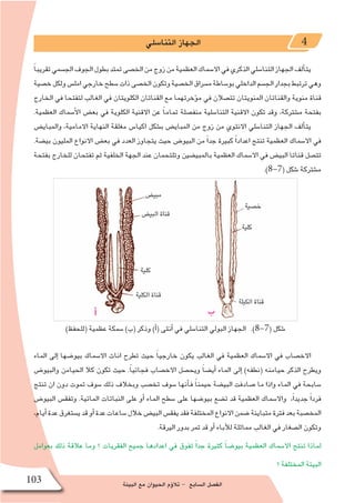 ‫البيئة‬ ‫مع‬ ‫الحيوان‬ ‫ؤم‬�‫تال‬ - ‫ال�سابع‬ ‫الف�صل‬103
‫التنا�سلي‬ ‫الجهاز‬ 4
ً‫ا‬‫تقريب‬‫الج�سمي‬‫الجوف‬‫بطول‬‫تمتد‬‫الخ�صى‬‫من‬‫زوج‬‫من‬‫العظمية‬‫اال�سماك‬‫في‬‫الذكري‬‫التنا�سلي‬‫الجهاز‬‫ألف‬�‫يت‬
‫خ�صية‬‫ولكل‬‫امل�س‬‫خارجي‬‫�سطح‬‫ذات‬‫الخ�صى‬‫وتكون‬‫الخ�صية‬‫م�سراق‬‫بو�ساطة‬‫الداخلي‬‫الج�سم‬‫بجدار‬‫ترتبط‬‫وهي‬
‫الخارج‬ ‫في‬ ‫لتفتحا‬ ‫الغالب‬ ‫في‬ ‫الكلويتان‬ ‫القناتان‬ ‫مع‬ ‫ؤخرتهما‬�‫م‬ ‫في‬ ‫تت�صالن‬ ‫المنويتان‬ ‫والقناتان‬ ‫منوية‬ ‫قناة‬
.‫العظمية‬ ‫أ�سماك‬‫ل‬‫ا‬ ‫بع�ض‬ ‫في‬ ‫الكلوية‬ ‫االقنية‬ ‫عن‬ ً‫ا‬‫تمام‬ ‫منف�صلة‬ ‫التنا�سلية‬ ‫االقنية‬ ‫تكون‬ ‫وقد‬ ،‫م�شتركة‬ ‫بفتحة‬
‫والمباي�ض‬ ،‫االمامية‬ ‫النهاية‬ ‫مغلقة‬ ‫اكيا�س‬ ‫ب�شكل‬ ‫المباي�ض‬ ‫من‬ ‫زوج‬ ‫من‬ ‫االنثوي‬ ‫التنا�سلي‬ ‫الجهاز‬ ‫ألف‬�‫يت‬
.‫بي�ضة‬ ‫المليون‬ ‫االنواع‬ ‫بع�ض‬ ‫في‬ ‫العدد‬ ‫يتجاوز‬ ‫حيث‬ ‫البيو�ض‬ ‫من‬ ً‫ا‬‫جد‬ ‫كبيرة‬ ً‫ا‬‫اعداد‬ ‫تنتج‬ ‫العظمية‬ ‫اال�سماك‬ ‫في‬
‫بفتحة‬ ‫للخارج‬ ‫تفتحان‬ ‫ثم‬ ‫الخلفية‬ ‫الجهة‬ ‫عند‬ ‫وتلتحمان‬ ‫بالمبي�ضين‬ ‫العظمية‬ ‫اال�سماك‬ ‫في‬ ‫البي�ض‬ ‫قناتا‬ ‫تت�صل‬
.)8-7( ‫�شكل‬ ‫م�شتركة‬
‫الماء‬ ‫إلى‬� ‫بيو�ضها‬ ‫اال�سماك‬ ‫اناث‬ ‫تطرح‬ ‫حيث‬ ً‫ا‬‫خارجي‬ ‫يكون‬ ‫الغالب‬ ‫في‬ ‫العظمية‬ ‫اال�سماك‬ ‫في‬ ‫االخ�صاب‬
‫والبيو�ض‬ ‫الحيامن‬ ‫كال‬ ‫تكون‬ ‫حيث‬ .ً‫ا‬‫فجائي‬ ‫االخ�صاب‬ ‫ويح�صل‬ ً‫ا‬‫أي�ض‬� ‫الماء‬ ‫إلى‬� )‫(نطفه‬ ‫حيامنه‬ ‫الذكر‬ ‫ويطرح‬
‫تنتج‬ ‫ان‬ ‫دون‬ ‫تموت‬ ‫�سوف‬ ‫ذلك‬ ‫وبخالف‬ ‫تخ�صب‬ ‫�سوف‬ ‫أنها‬�‫ف‬ ً‫ا‬‫حيمن‬ ‫البي�ضة‬ ‫�صادفت‬ ‫ما‬ ‫واذا‬ ‫الماء‬ ‫في‬ ‫�سابحة‬
‫البيو�ض‬ ‫وتفق�س‬ .‫المائية‬ ‫النباتات‬ ‫على‬ ‫أو‬� ‫الماء‬ ‫�سطح‬ ‫على‬ ‫بيو�ضها‬ ‫ت�ضع‬ ‫قد‬ ‫العظمية‬ ‫واال�سماك‬ ،ً‫ا‬‫جديد‬ ً‫ا‬‫فرد‬
،‫أيام‬�‫عدة‬‫ي�ستغرق‬‫قد‬‫أو‬�‫عدة‬‫�ساعات‬‫خالل‬‫البي�ض‬‫يفق�س‬‫فقد‬‫المختلفة‬‫االنواع‬‫�ضمن‬‫متباينة‬‫فترة‬‫بعد‬‫المخ�صبة‬
.‫اليرقة‬ ‫بدور‬ ‫تمر‬ ‫قد‬ ‫أو‬� ‫آباء‬‫ل‬‫ل‬ ‫مماثلة‬ ‫الغالب‬ ‫في‬ ‫ال�صغار‬ ‫وتكون‬
‫بعوامل‬ ‫ذلك‬ ‫عالقة‬ ‫وما‬ ‫؟‬ ‫الفقريات‬ ‫جميع‬ ‫اعدادها‬ ‫في‬ ‫تفوق‬ ً‫ا‬‫جد‬ ‫كثيرة‬ ً‫ا‬‫بيو�ض‬ ‫العظمية‬ ‫اال�سماك‬ ‫تنتج‬ ‫لماذا‬
‫؟‬ ‫المختلفة‬ ‫البيئة‬
)‫(للحفظ‬ ‫عظمية‬ ‫�سمكة‬ )‫(ب‬ ‫وذكر‬ )‫أ‬�( ‫أنثى‬� ‫في‬ ‫التنا�سلي‬ ‫البولي‬ ‫الجهاز‬ .)8-7( ‫�شكل‬
‫أ‬� ‫ب‬
 