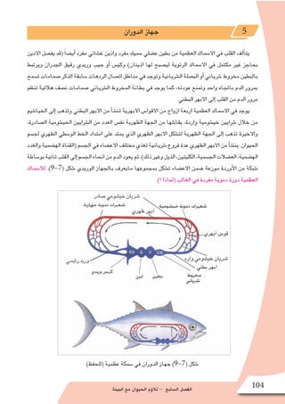 ‫البيئة‬ ‫مع‬ ‫الحيوان‬ ‫ؤم‬�‫تال‬ - ‫ال�سابع‬ ‫الف�صل‬ 104
‫الدوران‬ ‫جهاز‬ 5
‫االذين‬ ‫يف�صل‬ ‫(قد‬ ً‫ا‬‫أي�ض‬� ‫مفرد‬ ‫غ�شائي‬ ‫واذين‬ ‫مفرد‬ ‫�سميك‬ ‫ع�ضلي‬ ‫بطين‬ ‫من‬ ‫العظمية‬ ‫اال�سماك‬ ‫في‬ ‫القلب‬ ‫ألف‬�‫يت‬
‫ويرتبط‬ ‫الجدران‬ ‫رقيق‬ ‫وريدي‬ ‫جيب‬ ‫أو‬� ‫وكي�س‬ )‫اذينان‬ ‫لها‬ ‫لي�صبح‬ ‫الرئوية‬ ‫اال�سماك‬ ‫في‬ ‫مكتمل‬ ‫غير‬ ‫بحاجز‬
‫ت�سمح‬ ‫�صمامات‬ ‫الذكر‬ ‫�سابقة‬ ‫الردهات‬ ‫ات�صال‬ ‫مناطق‬ ‫في‬ ‫وتوجد‬ ‫ال�شريانية‬ ‫الب�صلة‬ ‫أو‬�‫�شرياني‬ ‫مخروط‬ ‫بالبطين‬
‫تنظم‬ ‫هاللية‬ ‫ن�صف‬ ‫�صمامات‬ ‫ال�شرياني‬ ‫المخروط‬ ‫بطانة‬ ‫في‬ ‫يوجد‬ ‫كما‬ ،‫عودته‬ ‫وتمنع‬ ‫واحد‬ ‫باتجاه‬ ‫الدم‬ ‫بمرور‬
.‫البطني‬ ‫االبهر‬ ‫إلى‬� ‫القلب‬ ‫من‬ ‫الدم‬ ‫مرور‬
‫الخيا�شيم‬ ‫إلى‬� ‫وتذهب‬ ‫البطني‬ ‫االبهر‬ ‫من‬ ‫أ‬�‫ش‬�‫تن‬ ‫االبهرية‬ ‫االقوا�س‬ ‫من‬ ‫ازواج‬ ‫اربعة‬ ‫العظمية‬ ‫اال�سماك‬ ‫في‬ ‫يوجد‬
،‫ال�صادرة‬ ‫الخي�شومية‬ ‫ال�شرايين‬ ‫من‬ ‫العدد‬ ‫نف�س‬ ‫الظهرية‬ ‫الجهة‬ ‫من‬ ‫يقابلها‬ ،‫واردة‬ ‫خي�شومية‬ ‫�شرايين‬ ‫خالل‬ ‫من‬
‫لج�سم‬ ‫الظهري‬ ‫الو�سطي‬ ‫الخط‬ ‫امتداد‬ ‫على‬ ‫يمتد‬ ‫الذي‬ ‫الظهري‬ ‫االبهر‬ ‫لت�شكل‬ ‫الظهرية‬ ‫الجهة‬ ‫إلى‬� ‫تذهب‬ ‫واالخيرة‬
‫والغدد‬ ‫اله�ضمية‬ ‫(القناة‬ ‫الج�سم‬ ‫في‬ ‫االع�ضاء‬ ‫مختلف‬ ‫تغذي‬ ‫�شريانية‬ ‫فروع‬ ‫عدة‬ ‫الظهري‬ ‫االبهر‬ ‫من‬ ‫أ‬�‫ش‬�‫ين‬ .‫الحيوان‬
‫بو�ساطة‬‫ثانية‬‫القلب‬‫إلى‬�‫الج�سم‬‫انحاء‬‫من‬‫الدم‬‫يعود‬‫ثم‬،)‫ذلك‬‫وغير‬‫الذيل‬،‫الكليتين‬،‫الج�سمية‬‫الع�ضالت‬،‫اله�ضمية‬
‫لال�سماك‬ .)9-7( ‫�شكل‬ ‫الوريدي‬ ‫بالجهاز‬ ‫مايعرف‬ ‫بمجموعها‬ ‫ت�شكل‬ ‫االع�ضاء‬ ‫�ضمن‬ ‫موزعة‬ ‫أوردة‬‫ل‬‫ا‬ ‫من‬ ‫�شبكة‬
.)‫؟‬ ‫(لماذا‬ ‫الغالب‬ ‫في‬ ‫مفردة‬ ‫دموية‬ ‫دورة‬ ‫العظمية‬
)‫(للحفظ‬ ‫عظمية‬ ‫�سمكة‬ ‫في‬ ‫الدوران‬ ‫جهاز‬ )9-7( ‫�شكل‬
 