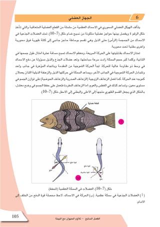 ‫البيئة‬ ‫مع‬ ‫الحيوان‬ ‫ؤم‬�‫تال‬ - ‫ال�سابع‬ ‫الف�صل‬105
‫الع�ضلي‬ ‫الجهاز‬ 6
‫أخذ‬�‫ت‬ ‫والتي‬ ‫المتعاقبة‬ ‫الع�ضلية‬ ‫القطع‬ ‫من‬ ‫�سل�سلة‬ ‫من‬ ‫العظمية‬ ‫اال�سماك‬ ‫في‬ ‫المحوري‬ ‫الع�ضلي‬ ‫الهيكل‬ ‫ألف‬�‫يت‬
‫في‬ ‫الجذعية‬ ‫الع�ضالت‬ ‫تمتد‬ .)10-7( ‫�شكل‬ ‫�ضام‬ ‫ن�سيج‬ ‫من‬ ‫متكونة‬ ‫ع�ضلية‬ ‫حواجز‬ ‫بينها‬ ‫ويف�صل‬ 4 ‫الرقم‬ ‫�شكل‬
‫محورية‬ ‫فوق‬ ‫ظهرية‬ ‫كتلة‬ ‫إلى‬� ‫جانبي‬ ‫حاجز‬ ‫بو�ساطة‬ ‫تق�سم‬ ‫وهي‬ ‫الذيل‬ ‫حتى‬ )‫أ�س‬�‫(الر‬ ‫الجمجمة‬ ‫من‬ ‫اال�سماك‬
.‫محورية‬ ‫تحت‬ ‫بطنية‬ ‫واخرى‬
‫في‬ ‫ج�سمها‬ ‫طول‬ ‫امثال‬ ‫ع�شرة‬ ‫م�سافة‬ ‫ت�سبح‬ ‫اال�سماك‬ ‫ومعظم‬ ،‫ال�سريعة‬ ‫الحركة‬ ‫على‬ ‫بقابليتها‬ ‫اال�سماك‬ ‫تمتاز‬
‫اال�سماك‬ ‫دفع‬ ‫عن‬ ‫ؤولة‬�‫س‬�‫م‬ ‫والذيل‬ ‫الجذع‬ ‫ع�ضالت‬ ‫وتعد‬ ،‫�سباحتها‬ ‫�سرعة‬ ‫زادت‬ ‫ال�سمكة‬ ‫حجم‬ ‫كبر‬ ‫وكلما‬ ،‫الثانية‬
‫واحد‬ ‫جانب‬ ‫في‬ ‫ؤخرة‬�‫الم‬ ‫وباتجاه‬ ‫المقدمة‬ ‫من‬ ‫التموجية‬ ‫الحركة‬ ‫أ‬�‫تبد‬ .‫للحركة‬ ‫عالية‬ ‫مقاومة‬ ‫ذو‬ ‫و�سط‬ ‫في‬
‫يعمالن‬ ‫اللذان‬ ‫الذيلية‬ ‫والزعنفة‬ ‫الذيل‬ ‫حركتها‬ ‫في‬ ‫ال�سمكة‬ ‫وي�ساعد‬ ،‫آخر‬‫ل‬‫ا‬ ‫الجانب‬ ‫في‬ ‫التموجية‬ ‫الحركة‬ ‫وتتبادل‬
‫في‬‫الج�سم‬‫توازن‬‫على‬)‫الحو�ضية‬‫والزعانف‬‫ال�صدرية‬‫(الزعانف‬‫الزوجية‬‫الزعانف‬‫تعمل‬‫كما‬.‫الحركة‬‫عند‬‫كموجه‬
،‫معتدل‬‫و�ضع‬‫في‬‫الج�سم‬‫حفظ‬‫على‬‫فتعمل‬‫المفردة‬‫الزعانف‬‫اما‬،‫والعوم‬‫الغط�س‬‫في‬‫كذلك‬‫وت�ساعد‬،‫معين‬‫م�ستوى‬
.)10-7( ‫�شكل‬ ‫اال�سفل‬ ‫إلى‬� ‫والبطني‬ ‫االعلى‬ ‫إلى‬� ً‫ا‬‫متجه‬ ‫الظهري‬ ‫الق�سم‬ ‫يجعل‬ ‫الذي‬ ‫بال�شكل‬
.)‫(للحفظ‬ ‫العظمية‬ ‫ال�سمكة‬ ‫في‬ ‫الع�ضالت‬ .)10-7( ‫�شكل‬
‫إلى‬� ‫الخلف‬ ‫من‬ ‫الدفع‬ ‫قوة‬ ‫مح�صلة‬ ‫الحظ‬ ،‫اال�سماك‬ ‫في‬ ‫الحركة‬ )‫(ب‬ .‫عظمية‬ ‫�سمكة‬ ‫في‬ ‫الجذعية‬ ‫الع�ضالت‬ ) ‫أ‬� (
.‫االمام‬
‫أ‬
‫ب‬
 