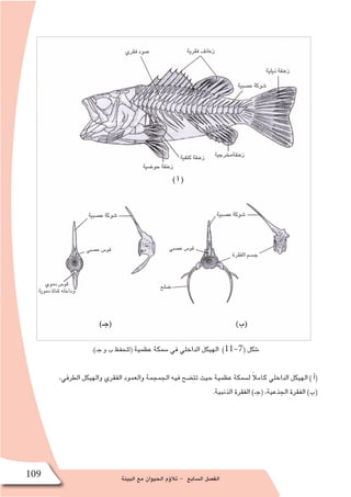 ‫البيئة‬ ‫مع‬ ‫الحيوان‬ ‫ؤم‬�‫تال‬ - ‫ال�سابع‬ ‫الف�صل‬109
.)‫جـ‬ ‫و‬ ‫ب‬ ‫(للحفظ‬ ‫عظمية‬ ‫�سمكة‬ ‫في‬ ‫الداخلي‬ ‫الهيكل‬ )11-7( ‫�شكل‬
،‫الطرفي‬ ‫والهيكل‬ ‫الفقري‬ ‫والعمود‬ ‫الجمجمة‬ ‫فيه‬ ‫تت�ضح‬ ‫حيث‬ ‫عظمية‬ ‫ل�سمكة‬ ً‫ال‬‫كام‬ ‫الداخلي‬ ‫الهيكل‬ ) ‫أ‬�(
.‫الذنبية‬ ‫الفقرة‬ )‫(جـ‬ ،‫الجذعية‬ ‫الفقرة‬ )‫(ب‬
‫ع�صبي‬ ‫قو�س‬‫ع�صبي‬ ‫قو�س‬
 