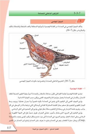 ‫البيئة‬ ‫مع‬ ‫الحيوان‬ ‫ؤم‬�‫تال‬ - ‫ال�سابع‬ ‫الف�صل‬117
‫للحمامة‬ ‫الداخلي‬ ‫التركيب‬ 3-3-7
‫اله�ضمي‬ ‫الجهاز‬ 1
‫بالكبد‬‫والمتمثلة‬‫الملحقة‬‫والغدد‬‫المختلفة‬‫أجزائها‬�‫ب‬‫اله�ضمية‬‫القناة‬‫من‬‫الحمامة‬‫في‬‫اله�ضمي‬‫الجهاز‬‫ألف‬�‫يت‬
.)16-7( ‫�شكل‬ ‫والبنكريا�س‬
‫اله�ضمي‬ ‫الجهاز‬ ‫مكونات‬ ‫فيه‬ ‫وتت�ضح‬ ‫للحمامة‬ ‫الداخلي‬ ‫الت�شريح‬ )16-7( ‫�شكل‬
:‫اله�ضمية‬ ‫القناة‬ - ‫أ‬�
‫تفتقد‬‫الحديثة‬‫الطيور‬‫ببقية‬ ً‫ة‬‫ا�سو‬‫والحمامة‬.‫بالمنقار‬‫محاطة‬‫تكون‬‫التي‬‫الفم‬‫بفتحة‬‫اله�ضمية‬‫القناة‬ ‫تبتدئ‬
.‫االمامية‬ ‫النهاية‬ ‫مدبب‬ ‫ويكون‬ ‫الفمي‬ ‫التجويف‬ ‫قاع‬ ‫ؤخرة‬�‫بم‬ ‫يت�صل‬ ‫الحمامة‬ ‫في‬ ‫والل�سان‬ .‫اال�سنان‬
‫و�سط‬ ‫ويوجد‬ .‫ع�ضلية‬ ‫جدران‬ ‫وذا‬ ً‫ا‬‫ق�صير‬ ‫بكونه‬ ‫الحمامة‬ ‫في‬ ‫يتميز‬ ‫الذي‬ ‫البلعوم‬ ‫إلى‬� ‫الفمي‬ ‫الجوف‬ ‫ؤدي‬�‫ي‬
‫كل‬ ‫في‬ ‫الو�سطى‬ ‫باالذن‬ ‫ترتبط‬ ‫التي‬ ‫أو�ستاكي‬� ‫لقناتي‬ ‫الم�شتركة‬ ‫الفتحة‬ ‫يمثل‬ ‫�صغير‬ ‫�شق‬ ‫للبلعوم‬ ‫الظهري‬ ‫الجدار‬
.‫الرغامي‬ ‫اعلى‬ ‫في‬ ‫الحنجرة‬ ‫إلى‬� ‫ؤدي‬�‫ي‬ ‫طولي‬ ‫ب�شق‬ ‫ممثلة‬ ‫البلعوم‬ ‫قاع‬ ‫و�سط‬ ‫في‬ ‫المزمار‬ ‫فتحة‬ ‫وتوجد‬ ،‫جانب‬
‫من‬ ‫الظهرية‬ ‫الجهة‬ ‫إلى‬� ‫يقع‬ ً‫ا‬‫ن�سبي‬ ‫طويل‬ ‫الجدران‬ ‫ع�ضلي‬ ‫أنبوب‬�‫ب‬ ‫يتمثل‬ ‫الذي‬ ‫المريء‬ ‫إلى‬� ‫البلعوم‬ ‫ؤدي‬�‫ي‬
‫بالحو�صلة‬ ‫يعرف‬ ‫كي�سي‬ ‫تركيب‬ ‫ب�شكل‬ ‫مت�سع‬ ‫جزء‬ ‫إلى‬� ‫الحمامة‬ ‫في‬ ‫المريء‬ ‫ويتميز‬ .‫العنق‬ ‫امتداد‬ ‫وعلى‬ ‫الرغامي‬
‫تك�سير‬ ‫من‬ ‫الحمام‬ ‫لبن‬ ‫(ينتج‬ ‫الحمام‬ ‫بلبن‬ ‫يعرف‬ ‫ما‬ ‫ينتج‬ ‫الحمام‬ ‫في‬ ‫وهو‬ .‫للطعام‬ ً‫ا‬‫مخزن‬ ‫ويمثل‬ ،)Crop(
 