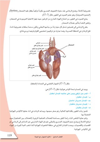 ‫البيئة‬ ‫مع‬ ‫الحيوان‬ ‫ؤم‬�‫تال‬ - ‫ال�سابع‬ ‫الف�صل‬119
)Syrinx( ‫الم�صفار‬ ‫عليه‬ ‫يطلق‬ ً‫ا‬‫تركيب‬ ً‫ا‬‫مكون‬ ‫ال�صدري‬ ‫التجويف‬ ‫دخوله‬ ‫عند‬ ‫الرغامى‬ ‫ويت�سع‬ .‫كاملة‬ ‫غ�ضروفية‬
.)17-7( ‫�شكل‬ ‫الطيور‬ ‫في‬ ‫ال�صوت‬ ‫ع�ضو‬ ‫وهو‬ ،)‫ال�صوتية‬ ‫(الحنجرة‬
،‫الم�صفار‬ ‫في‬ ‫الموجودة‬ ‫االغ�شية‬ ‫تهتز‬ ‫حيث‬ ‫الرئتين‬ ‫من‬ ‫الخارج‬ ‫الهواء‬ ‫اندفاع‬ ‫من‬ ‫الطيور‬ ‫في‬ ‫ال�صوت‬ ‫ينتج‬
.‫الم�صفار‬ ‫ع�ضالت‬ ‫أثير‬�‫بت‬ ‫النغمة‬ ‫وتتغير‬
.‫تامة‬‫غ�ضروفية‬‫بحلقات‬‫مدعمة‬‫وتكون‬‫البطني‬‫جانبها‬‫من‬‫رئة‬‫منها‬‫كل‬‫تدخل‬‫ق�صبتين‬‫إلى‬� ‫الرغامي‬‫يتفرع‬
.‫فاتح‬ ‫وردي‬ ‫لونهما‬ ‫القوام‬ ‫ا�سفنجيي‬ ‫تركيبين‬ ‫عن‬ ‫عبارة‬ ‫وهما‬ ،‫ال�صدرية‬ ‫المنطقة‬ ‫في‬ ‫الرئتان‬ ‫تقع‬
.)‫(للحفظ‬ ‫الحمامة‬ ‫في‬ ‫التنف�سي‬ ‫الجهاز‬ )17-7( ‫�شكل‬
:‫هي‬ )17-7( ‫�شكل‬ ‫هوائية‬ ‫اكيا�س‬ ‫ت�سعة‬ ‫الحمام‬ ‫في‬ ‫يوجد‬
.‫ابطيان‬ ‫كي�سان‬ ‫جانبيه‬ ‫على‬ ‫ويبرز‬ ‫ترقوي‬ ‫بين‬ ‫كي�س‬ - ‫أ‬�
.‫عنقيان‬ ‫كي�سان‬ -‫ب‬
.‫اماميان‬ ‫�صدريان‬ ‫كي�سان‬ -‫جـ‬
.‫خلفيان‬ ‫�صدريان‬ ‫كي�سان‬ - ‫د‬
.‫بطنيان‬ ‫كي�سان‬ -‫هـ‬
‫الهوائية‬ ‫االكيا�س‬ ‫عملها‬ ‫اداء‬ ‫في‬ ‫الرئات‬ ‫وي�ساعد‬ ،‫حجمها‬ ‫�صغر‬ ‫رغم‬ ‫العالية‬ ‫بكفاءاتها‬ ‫الطيور‬ ‫رئات‬ ‫تتميز‬
.‫بها‬ ‫المت�صلة‬
‫حيث‬ )‫ال�ضلعية‬ ‫بين‬ ‫(الع�ضالت‬ ‫الرئوية‬ ‫ال�ضلعية‬ ‫الع�ضالت‬ ‫بم�ساعدة‬ ‫الطير‬ ‫راحة‬ ‫اثناء‬ ‫التنف�س‬ ‫عملية‬ ‫وتتم‬
‫ثم‬ ‫الرغامي‬ ‫إلى‬� ‫المناخر‬ ‫عبر‬ ‫الخارجي‬ ‫الهواء‬ ‫فيدخل‬ ،‫والبطني‬ ‫ال�صدري‬ ‫التجويف‬ ‫حجم‬ ‫ويت�سع‬ ‫اال�ضالع‬ ‫ترتفع‬
‫الهواء‬ ‫من‬ ‫كبيرة‬ ‫كمية‬ ‫تذهب‬ ‫كما‬ ‫الهوائية‬ ‫ال�شعيرات‬ ‫منطقة‬ ‫في‬ ‫الغازي‬ ‫التبادل‬ ‫ويحدث‬ ،‫والق�صيبات‬ ‫الق�صبات‬
.‫الهوائية‬ ‫االكيا�س‬ ‫إلى‬�
‫الم�صفار‬
 