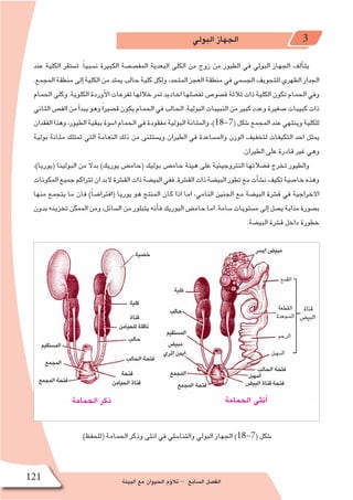 ‫البيئة‬ ‫مع‬ ‫الحيوان‬ ‫ؤم‬�‫تال‬ - ‫ال�سابع‬ ‫الف�صل‬121
‫البولي‬ ‫الجهاز‬ 3
‫عند‬ ‫الكلية‬ ‫ت�ستقر‬ .ً‫ا‬‫ن�سبي‬ ‫الكبيرة‬ ‫المف�ص�صة‬ ‫البعدية‬ ‫الكلى‬ ‫من‬ ‫زوج‬ ‫من‬ ‫الطيور‬ ‫في‬ ‫البولي‬ ‫الجهاز‬ ‫ألف‬�‫يت‬
.‫المجمع‬‫منطقة‬‫إلى‬�‫الكلية‬‫من‬‫يمتد‬‫حالب‬‫كلية‬‫ولكل‬،‫المتحد‬‫العجز‬‫منطقة‬‫في‬‫الج�سمي‬‫للتجويف‬‫الظهري‬‫الجدار‬
‫الحمام‬‫وكلى‬.‫الكلوية‬‫أوردة‬‫ل‬‫ا‬‫تفرعات‬‫خاللها‬‫تمر‬‫اخاديد‬‫تف�صلها‬‫ف�صو�ص‬‫ثالثة‬‫ذات‬‫الكلية‬‫تكون‬‫الحمام‬‫وفي‬
‫الثاني‬‫الف�ص‬‫من‬‫أ‬�‫يبد‬‫وهو‬ً‫ا‬‫ق�صير‬‫يكون‬‫الحمام‬‫في‬‫الحالب‬.‫البولية‬‫النبيبات‬‫من‬‫كبير‬‫وعدد‬‫�صغيرة‬‫كبيبات‬‫ذات‬
‫الفقدان‬‫وهذا‬،‫الطيور‬‫ببقية‬‫ا�سوة‬‫الحمام‬‫في‬‫مفقودة‬‫البولية‬‫والمثانة‬،)18-7(‫�شكل‬‫المجمع‬‫عند‬‫وينتهي‬‫للكلية‬
‫بولية‬ ‫مثانة‬ ‫تمتلك‬ ‫التي‬ ‫النعامة‬ ‫ذلك‬ ‫من‬ ‫وي�ستثنى‬ ‫الطيران‬ ‫في‬ ‫والم�ساعدة‬ ‫الوزن‬ ‫لتخفيف‬ ‫التكيفات‬ ‫احد‬ ‫يمثل‬
.‫الطيران‬ ‫على‬ ‫قادرة‬ ‫غير‬ ‫وهي‬
،)‫(يوريا‬ ‫البولينا‬ ‫من‬ ً‫ال‬‫بد‬ )‫يوريك‬ ‫(حام�ض‬ ‫بوليك‬ ‫حام�ض‬ ‫هيئة‬ ‫على‬ ‫النتروجينية‬ ‫ف�ضالتها‬ ‫تخرج‬ ‫والطيور‬
‫المكونات‬‫جميع‬‫تتراكم‬‫ان‬‫البد‬‫الق�شرة‬‫ذات‬‫البي�ضة‬‫ففي‬.‫الق�شرة‬‫ذات‬‫البي�ضة‬‫تطور‬‫مع‬‫أت‬�‫ش‬�‫ن‬‫تكيف‬‫خا�صية‬‫وهذه‬
‫منها‬ ‫يتجمع‬ ‫ما‬ ‫فان‬ )ً‫ا‬‫(افترا�ض‬ ‫يوريا‬ ‫هو‬ ‫المنتج‬ ‫كان‬ ‫اذا‬ ‫اما‬ ،‫النامي‬ ‫الجنين‬ ‫مع‬ ‫البي�ضة‬ ‫ق�شرة‬ ‫في‬ ‫االخراجية‬
‫بدون‬‫تخزينه‬‫الممكن‬‫ومن‬،‫ال�سائل‬‫من‬‫يتبلور‬‫أنه‬�‫ف‬‫اليوريك‬‫حام�ض‬‫اما‬.‫�سامة‬‫م�ستويات‬‫إلى‬�‫ي�صل‬‫مذابة‬‫ب�صورة‬
.‫البي�ضة‬ ‫ق�شرة‬ ‫داخل‬ ‫خطورة‬
.)‫(للحفظ‬ ‫الحمامة‬ ‫وذكر‬ ‫انثى‬ ‫في‬ ‫والتنا�سلي‬ ‫البولي‬ ‫الجهاز‬ )18-7( ‫�شكل‬
‫الحمامة‬ ‫أنثى‬�‫الحمامة‬ ‫ذكر‬
 