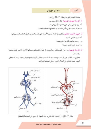 ‫البيئة‬ ‫مع‬ ‫الحيوان‬ ‫ؤم‬�‫تال‬ - ‫ال�سابع‬ ‫الف�صل‬ 124
‫الوريدي‬ ‫الجهاز‬ ً‫ا‬‫ثاني‬
: ‫من‬ )‫ب‬ 20-7( ‫�شكل‬ ‫الوريدي‬ ‫الجهاز‬ ‫يت�شكل‬
11 .:‫من‬ ‫منها‬ ‫كل‬ ‫يتكون‬ :‫االمامية‬ ‫الجوفاء‬ ‫أوردة‬‫ل‬‫ا‬
.‫والرقبة‬ ‫أ�س‬�‫الر‬ ‫من‬ ‫بفروعه‬ ‫أتي‬�‫ي‬ ‫ودجي‬ ‫وريد‬ - ‫أ‬�
.‫ال�صدر‬ ‫وع�ضالت‬ ‫الجناح‬ ‫من‬ ‫بفروعه‬ ‫أتي‬�‫ي‬ ‫ترقوي‬ ‫تحت‬ ‫وريد‬ -‫ب‬
22 .:‫وهي‬ ‫للج�سم‬ ‫الخلفي‬ ‫الجزء‬ ‫من‬ ‫الدم‬ ‫تجمع‬ ‫التي‬ ‫أوردة‬‫ل‬‫ا‬ ‫جميع‬ ‫اتحاد‬ ‫من‬ ‫يتكون‬ :‫الخلفي‬ ‫أجوف‬‫ل‬‫ا‬ ‫الوريد‬
.‫المفرد‬ ‫الذيلي‬ ‫الوريد‬ - ‫أ‬�
.‫وفروعهما‬ ‫كلويين‬ ‫بابيين‬ ‫وريدين‬ -‫ب‬
.‫وفروعه‬ ‫كبدي‬ ‫بابي‬ ‫وريد‬ -‫جـ‬
33 .‫بفتحة‬ ‫لتفتح‬ ‫االي�سر‬ ‫االذين‬ ‫دخولها‬ ‫قبل‬ ‫وتتحد‬ ‫الرئتين‬ ‫من‬ ‫بالدم‬ ‫تعود‬ ‫أوردة‬‫ل‬‫ا‬ ‫من‬ ‫زوج‬ :‫الرئوية‬ ‫أوردة‬‫ل‬‫ا‬
.‫فيه‬ ‫واحدة‬
‫في‬ ‫كفاءة‬ ‫وذات‬ ‫ن�شطة‬ ‫البي�ض‬ ‫الدم‬ ‫كريات‬ ‫وتكون‬ ،‫الوجهين‬ ‫محدبة‬ ‫حمر‬ ‫دم‬ ‫كريات‬ ‫على‬ ‫الطيور‬ ‫دم‬ ‫يحتوي‬
.‫الجراثيم‬ ‫تحطيم‬ ‫وفي‬ ‫الجروح‬ ‫ا�صالح‬ ‫في‬ ‫ت�ساهم‬ ‫حيث‬ ‫الطيور‬
)‫(للحفظ‬ ‫الحمامة‬ ‫في‬ ‫الوريدي‬ ‫الجهاز‬ )‫(ب‬ ‫و‬ ‫ال�شرياني‬ ‫الجهاز‬ ) ‫أ‬� ( .)20-7( ‫�شكل‬
 