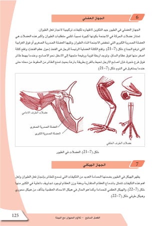 ‫البيئة‬ ‫مع‬ ‫الحيوان‬ ‫ؤم‬�‫تال‬ - ‫ال�سابع‬ ‫الف�صل‬125
‫الع�ضلي‬ ‫الجهاز‬ 6
.‫الطيران‬ ‫فعل‬ ‫النجاز‬ ‫تركيبية‬ ‫تكيفات‬ ‫الظهاره‬ ‫التكوين‬ ‫جيد‬ ‫الطيور‬ ‫في‬ ‫الع�ضلي‬ ‫الجهاز‬
‫هي‬ ‫الع�ضالت‬ ‫هذه‬ ‫واكبر‬ ‫الطيران‬ ‫متطلبات‬ ‫لتلبي‬ ،ً‫ا‬‫ن�سبي‬ ‫كبيرة‬ ‫بكونها‬ ‫االجنحة‬ ‫في‬ ‫الحركة‬ ‫ع�ضالت‬ ‫تمتاز‬
‫الغرابية‬ ‫فوق‬ ‫أو‬� ‫ال�صغرى‬ ‫ال�صدرية‬ ‫الع�ضلة‬ ‫وتليها‬ ‫الطيران‬ ‫اثناء‬ ‫االجنحة‬ ‫تخف�ض‬ ‫التي‬ ‫الكبرى‬ ‫ال�صدرية‬ ‫الع�ضلة‬
‫كتلة‬ ‫وتقع‬ ،)‫الفخذ‬ ‫عظم‬ ‫(حول‬ ‫الفخذ‬ ‫في‬ ‫للرجل‬ ‫الرئي�سة‬ ‫الع�ضلية‬ ‫الكتلة‬ ‫وتقع‬ .)21-7( ‫�شكل‬ ‫الجناح‬ ‫ترفع‬ ‫التي‬
‫طائر‬ ‫يهبط‬ ‫وعندما‬ ،‫اال�صابع‬ ‫نحو‬ ‫اال�سفل‬ ‫إلى‬� ‫متجهة‬ ‫ورفيعة‬ ‫قوية‬ ‫اربطة‬ ‫وتوجد‬ ،‫ال�ساق‬ ‫عظام‬ ‫فوق‬ ‫منها‬ ‫ا�صغر‬
‫حتى‬‫محله‬‫من‬‫ال�سقوط‬‫من‬‫الطائر‬‫تمنع‬‫بحيث‬‫بارعة‬‫بطريقة‬‫بالفرع‬‫تحيط‬‫االرجل‬‫ا�صابع‬‫إن‬�‫ف‬،‫�شجرة‬‫فرع‬‫فوق‬
.)21-7( ‫�شكل‬ ‫النوم‬ ‫في‬ ‫ي�ستغرق‬ ‫عندما‬
‫الطيور‬ ‫في‬ ‫الع�ضالت‬ .)21-7( ‫�شكل‬
‫الهيكلي‬ ‫الجهاز‬ 7
‫ولعل‬ ‫الطيران‬ ‫فعل‬ ‫إنجاز‬�‫ب‬ ‫للطائر‬ ‫ت�سمح‬ ‫التي‬ ‫التكيفات‬ ‫من‬ ‫العديد‬ ‫الحمامة‬ ‫ب�ضمنها‬ ‫الطيور‬ ‫في‬ ‫الهيكل‬ ‫يظهر‬
‫منها‬ ‫الكثير‬ ‫في‬ ‫داخلية‬ ‫تجاويف‬ ‫لوجود‬ ‫العظام‬ ‫وزن‬ ‫وخفة‬ ‫المتقاربة‬ ‫العظام‬ ‫باندماج‬ ‫تتمثل‬ ‫التكيفات‬ ‫هذه‬ ‫اهم‬
‫محوري‬ ‫هيكل‬ ‫من‬ ‫ألف‬�‫يت‬ ‫العظمية‬ ‫اال�سماك‬ ‫هيكل‬ ‫في‬ ‫الحال‬ ‫هو‬ ‫وكما‬ ‫للحمامة‬ ‫العظمي‬ ‫والهيكل‬ .)22-7( ‫�شكل‬
.)22-7( ‫�شكل‬ ‫طرفي‬ ‫وهيكل‬
 