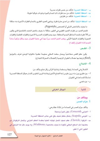 ‫البيئة‬ ‫مع‬ ‫الحيوان‬ ‫ؤم‬�‫تال‬ - ‫ال�سابع‬ ‫الف�صل‬127
‫�صدرية‬ ‫فقرات‬ ‫خم�س‬ ‫من‬ ‫ألف‬�‫تت‬ :‫ال�صدرية‬ ‫المنطقة‬ - ‫ب‬
.‫طويلة‬ ‫�شوكية‬ ‫ونتوءات‬ ‫كبيرة‬ ‫اج�سام‬ ‫ذات‬ ‫فقرات‬ ‫�ست‬ ‫من‬ ‫ألف‬�‫تت‬ :‫القطنية‬ ‫المنطقة‬ -‫جـ‬
.‫فقرتين‬ ‫من‬ ‫ألف‬�‫تت‬ :‫العجزية‬ ‫المنطقة‬ - ‫د‬
‫م�شكلة‬ ‫منه‬ ‫أخيرة‬‫ل‬‫ا‬ ‫الفقرات‬ ‫بالتحام‬ ‫الفقري‬ ‫العمود‬ ‫وينتهي‬ .‫فقرة‬ ‫ع�شرة‬ ‫احدى‬ ‫من‬ ‫ألف‬�‫تت‬ :‫الذيلية‬ ‫المنطقة‬ -‫هـ‬
.)Pygostyle( ‫الع�صع�ص‬ ‫أو‬� ‫الذيلي‬ ‫بال�شاخ�ص‬ ‫يعرف‬ ‫ما‬
‫يتكون‬ ‫الذي‬ )‫(الملتحم‬ ‫المتحد‬ ‫بالعجز‬ ‫يعرف‬ ‫ما‬ ‫م�شكلة‬ ‫الطيور‬ ‫في‬ ‫الفقري‬ ‫العمود‬ ‫فقرات‬ ‫من‬ ‫العديد‬ ‫تلتحم‬
‫والفقرات‬‫القطنية‬‫والفقرات‬‫االخيرة‬‫ال�صدرية‬‫الفقرات‬‫ي�ضم‬‫حيث‬،‫المختلفة‬‫الج�سم‬‫لمناطق‬‫ملتحمة‬‫فقرة‬ 16‫من‬
ً‫ا‬‫�ساند‬ ً‫ا‬‫تركيب‬ ‫ي�شكل‬ ‫حيث‬ ‫الطيران‬ ‫عملية‬ ‫في‬ ً‫ا‬‫مهم‬ ً‫ا‬‫دور‬ ‫المتحد‬ ‫العجز‬ ‫ويلعب‬ .‫أولى‬‫ل‬‫ا‬ ‫الذيلية‬ ‫والفقرات‬ ‫العجزية‬
.)‫(كيف؟‬ ‫الطيران‬ ‫اثناء‬ ‫للج�سم‬
:‫القــ�ص‬ -3
‫ؤ‬�‫ؤج‬�‫بالج‬ ‫تعرف‬ ‫الو�ضع‬ ‫�شاقولية‬ ‫عظمية‬ ‫�صفيحة‬ ‫ال�سفلي‬ ‫�سطحه‬ ‫ويحمل‬ ً‫ا‬‫�صفائحي‬ ‫الق�ص‬ ‫عظم‬ ‫يكون‬
.)‫للجناح‬ ‫المحركة‬ ‫(الع�ضالت‬ ‫الرئي�سية‬ ‫الطيران‬ ‫ع�ضالت‬ ‫بها‬ ‫ترتبط‬ )Keel(
:‫اال�ضالع‬ -4
:‫من‬ ‫ألف‬�‫يت‬ ‫�ضلع‬ ‫وكل‬ ‫أ�س‬�‫الر‬ ‫وثنائية‬ ‫وم�سطحة‬ ‫رقيقة‬ ‫الحمامة‬ ‫في‬ ‫اال�ضالع‬
‫ال�صدرية‬ ‫المنطقة‬ ‫هيكل‬ ‫اك�ساب‬ ‫المقو�س‬ ‫البروز‬ ‫وفائدة‬ )‫أخير‬‫ل‬‫ا‬ ‫ال�ضلع‬ ‫(عدا‬ ‫مقو�س‬ ‫بروز‬ ‫منه‬ ‫يبرز‬ ‫فقري‬ ‫جزء‬ - ‫أ‬�
.‫الطيران‬ ‫في‬ ‫للم�ساعدة‬ ً‫ا‬‫تما�سك‬
.‫ق�صي‬ ‫جزء‬ -‫ب‬
‫الطرفي‬ ‫الهيكل‬ ً‫ا‬‫ثاني‬
:‫من‬ ‫ألف‬�‫ويت‬
:‫ال�صدر‬ ‫حزام‬ .1
: ‫هي‬ ‫عظام‬ ‫ثالثة‬ ‫من‬ ‫الحمامة‬ ‫في‬ ‫ال�صدر‬ ‫حزام‬ ‫ألف‬�‫يت‬
.ً‫ا‬‫و�سميك‬ ً‫ا‬‫كبير‬ ‫يكون‬ :)Coracoid( ‫الغرابي‬ - ‫أ‬�
.‫ال�صدرية‬ ‫المنطقة‬ ‫جانب‬ ‫على‬ ‫يقع‬ ‫نحيف‬ ‫بعظم‬ ‫يتمثل‬ :)Scapula( ‫اللوحي‬ -‫ب‬
‫مع‬ ‫الترقوتان‬ ‫وتت�صل‬ ،‫الغرابي‬ ‫العظم‬ ‫بمقدمة‬ ‫العليا‬ ‫نهايته‬ ‫تت�صل‬ ‫نحيف‬ ‫عظم‬ :)Clavicle( ‫الترقوة‬ -‫جـ‬
‫في‬ ‫التركيب‬ ‫هذا‬ ‫مثل‬ ‫يوجد‬ ‫وال‬ .)Wishbone( ‫بال�شعيبة‬ ‫يعرف‬ ‫ما‬ ‫لتكونا‬ ‫البطني‬ ‫ال�سطح‬ ‫عند‬ ‫بع�ضهما‬
.‫تطير‬ ‫ال‬ ‫التي‬ ‫الطيور‬
 