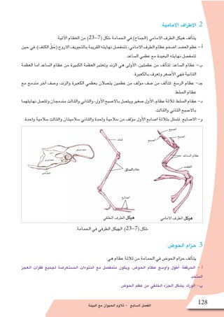 ‫البيئة‬ ‫مع‬ ‫الحيوان‬ ‫ؤم‬�‫تال‬ - ‫ال�سابع‬ ‫الف�صل‬ 128
:‫االمامية‬ ‫االطراف‬ .2
:‫آتية‬‫ل‬‫ا‬ ‫العظام‬ ‫من‬ )23-7( ‫�شكل‬ ‫الحمامة‬ ‫في‬ )‫(الجناح‬ ‫االمامي‬ ‫الطرف‬ ‫هيكل‬ ‫ألف‬�‫يت‬
‫حين‬‫في‬،)‫الكتف‬ ْ‫ق‬ ُ‫(ح‬‫االروح‬‫بالتجويف‬‫القريبة‬‫نهايته‬‫تتمف�صل‬،‫االمامي‬‫الطرف‬‫عظام‬‫ا�ضخم‬:‫الع�ضد‬‫عظم‬-‫أ‬�
.‫ال�ساعد‬ ‫عظمي‬ ‫مع‬ ‫البعيدة‬ ‫نهايته‬ ‫تتمف�صل‬
‫العظمة‬ ‫اما‬ ‫ال�ساعد‬ ‫عظام‬ ‫من‬ ‫الكبيرة‬ ‫العظمة‬ ‫وتعتبر‬ ‫الزند‬ ‫هي‬ ‫أولى‬‫ل‬‫ا‬ ،‫عظمتين‬ ‫من‬ ‫ألف‬�‫تت‬ :‫ال�ساعد‬ ‫عظام‬ -‫ب‬
.‫بالكعبرة‬ ‫وتعرف‬ ‫أ�صغر‬‫ل‬‫ا‬ ‫فهي‬ ‫الثانية‬
‫مع‬ ‫مندمج‬ ‫آخر‬� ‫و�صف‬ ،‫والزند‬ ‫الكعبرة‬ ‫بعظمي‬ ‫يت�صالن‬ ‫عظمين‬ ‫من‬ ‫ؤلف‬�‫م‬ ‫�صف‬ ‫من‬ ‫ألف‬�‫تت‬ :‫الر�سغ‬ ‫عظام‬ -‫جـ‬
.‫الم�شط‬ ‫عظام‬
‫نهايتهما‬‫وتت�صل‬‫مندمجان‬‫والثالث‬‫والثاني‬،‫أول‬‫ل‬‫ا‬‫باال�صبع‬‫ويت�صل‬‫�صغير‬‫أول‬‫ل‬‫ا‬،‫عظام‬‫ثالثة‬:‫الم�شط‬‫عظام‬-‫د‬
.‫والثالث‬ ‫الثاني‬ ‫باال�صبع‬
.‫واحدة‬ ‫�سالمية‬ ‫والثالث‬ ‫�سالميتان‬ ‫والثاني‬ ‫واحدة‬ ‫�سالمية‬ ‫من‬ ‫ؤلف‬�‫م‬ ‫أول‬‫ل‬‫ا‬ ‫ا�صابع‬ ‫بثالثة‬ ‫تتمثل‬ :‫اال�صابع‬ -‫و‬
:‫الحو�ض‬ ‫حزام‬ .3
:‫هي‬ ‫عظام‬ ‫ثالثة‬ ‫من‬ ‫الحمامة‬ ‫في‬ ‫الحو�ض‬ ‫حزام‬ ‫ألف‬�‫يت‬
‫العجز‬ ‫فقرات‬ ‫لجميع‬ ‫الم�ستعر�ضة‬ ‫النتوءات‬ ‫مع‬ ‫متمف�صل‬ ‫ويكون‬ ،‫الحو�ض‬ ‫عظام‬ ‫واو�سع‬ ‫أطول‬� :‫الحرقفة‬ - ‫أ‬�
.‫المتحد‬
.‫الحو�ض‬ ‫عظم‬ ‫من‬ ‫الخلفي‬ ‫الجزء‬ ‫ي�شكل‬ :‫الورك‬ -‫ب‬
.‫الحمامة‬ ‫في‬ ‫الطرفي‬ ‫الهيكل‬ .)23-7( ‫�شكل‬
 