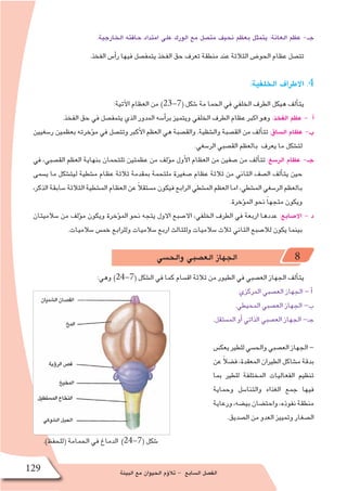 ‫البيئة‬ ‫مع‬ ‫الحيوان‬ ‫ؤم‬�‫تال‬ - ‫ال�سابع‬ ‫الف�صل‬129
.‫الخارجية‬ ‫حافته‬ ‫امتداد‬ ‫على‬ ‫الورك‬ ‫مع‬ ‫مت�صل‬ ‫نحيف‬ ‫بعظم‬ ‫يتمثل‬ :‫العانة‬ ‫عظم‬ -‫جـ‬
.‫الفخذ‬ ‫أ�س‬�‫ر‬ ‫فيها‬ ‫يتمف�صل‬ ‫الفخذ‬ ‫حق‬ ‫تعرف‬ ‫منطقة‬ ‫عند‬ ‫الثالثة‬ ‫الحو�ض‬ ‫عظام‬ ‫تت�صل‬
:‫الخلفية‬ ‫االطراف‬ .4
:‫آتية‬‫ل‬‫ا‬ ‫العظام‬ ‫من‬ )23-7( ‫�شكل‬ ‫مة‬ ‫الحما‬ ‫في‬ ‫الخلفي‬ ‫الطرف‬ ‫هيكل‬ ‫ألف‬�‫يت‬
.‫الفخذ‬ ‫حق‬ ‫في‬ ‫يتمف�صل‬ ‫الذي‬ ‫المدور‬ ‫أ�سه‬�‫بر‬ ‫ويتميز‬ ‫الخلفي‬ ‫الطرف‬ ‫عظام‬ ‫اكبر‬ ‫وهو‬ :‫الفخذ‬ ‫عظم‬ - ‫أ‬�
‫ر�سغيين‬ ‫بعظمين‬ ‫ؤخرته‬�‫م‬ ‫في‬ ‫وتت�صل‬ ‫أكبر‬‫ل‬‫ا‬ ‫العظم‬ ‫هي‬ ‫والق�صبة‬ .‫وال�شظية‬ ‫الق�صبة‬ ‫من‬ ‫ألف‬�‫تت‬ :‫ال�ساق‬ ‫عظام‬ -‫ب‬
.‫الر�سغي‬ ‫الق�صبي‬ ‫بالعظم‬ ‫يعرف‬ ‫ما‬ ‫لت�شكل‬
‫في‬ ،‫الق�صبي‬ ‫العظم‬ ‫بنهاية‬ ‫تلتحمان‬ ‫عظمتين‬ ‫من‬ ‫ؤلف‬�‫م‬ ‫أول‬‫ل‬‫ا‬ ‫العظام‬ ‫من‬ ‫�صفين‬ ‫من‬ ‫ألف‬�‫تت‬ :‫الر�سغ‬ ‫عظام‬ -‫جـ‬
‫ي�سمى‬ ‫ما‬ ‫ليت�شكل‬ ‫م�شطية‬ ‫عظام‬ ‫ثالثة‬ ‫بمقدمة‬ ‫ملتحمة‬ ‫�صغيرة‬ ‫عظام‬ ‫ثالثة‬ ‫من‬ ‫الثاني‬ ‫ال�صف‬ ‫ألف‬�‫يت‬ ‫حين‬
،‫الذكر‬‫�سابقة‬‫الثالثة‬‫الم�شطية‬‫العظام‬‫عن‬ ً‫ال‬‫م�ستق‬‫فيكون‬‫الرابع‬‫الم�شطي‬‫العظم‬‫اما‬،‫الم�شطي‬‫الر�سغي‬‫بالعظم‬
.‫ؤخرة‬�‫الم‬ ‫نحو‬ ً‫ا‬‫متجه‬ ‫ويكون‬
‫�سالميتان‬ ‫من‬ ‫ؤلف‬�‫م‬ ‫ويكون‬ ‫ؤخرة‬�‫الم‬ ‫نحو‬ ‫يتجه‬ ‫االول‬ ‫اال�صبع‬ ،‫الخلفي‬ ‫الطرف‬ ‫في‬ ‫اربعة‬ ‫عددها‬ :‫اال�صابع‬ - ‫د‬
.‫�سالميات‬ ‫خم�س‬ ‫وللرابع‬ ‫�سالميات‬ ‫اربع‬ ‫وللثالث‬ ‫�سالميات‬ ‫ثالث‬ ‫الثاني‬ ‫لال�صبع‬ ‫يكون‬ ‫بينما‬
‫والح�سي‬ ‫الع�صبي‬ ‫الجهاز‬ 8
:‫وهي‬ )24-7( ‫ال�شكل‬ ‫في‬ ‫كما‬ ‫اق�سام‬ ‫ثالثة‬ ‫من‬ ‫الطيور‬ ‫في‬ ‫الع�صبي‬ ‫الجهاز‬ ‫ألف‬�‫يت‬
‫المركزي‬ ‫الع�صبي‬ ‫الجهاز‬ - ‫أ‬�
.‫المحيطي‬ ‫الع�صبي‬ ‫الجهاز‬ -‫ب‬
.‫الم�ستقل‬ ‫أو‬� ‫الذاتي‬ ‫الع�صبي‬ ‫الجهاز‬ -‫جـ‬
‫يعك�س‬‫للطير‬‫والح�سي‬‫الع�صبي‬‫الجهاز‬-
‫عن‬ ً‫ال‬‫ف�ض‬،‫المعقدة‬‫الطيران‬‫م�شاكل‬‫بدقة‬
‫بما‬ ‫للطير‬ ‫المختلفة‬ ‫الفعاليات‬ ‫تنظيم‬
‫وحماية‬ ‫والتنا�سل‬ ‫الغذاء‬ ‫جمع‬ ‫فيها‬
‫ورعاية‬،‫بي�ضه‬‫واحت�ضان‬،‫نفوذه‬‫منطقة‬
.‫ال�صديق‬ ‫من‬ ‫العدو‬ ‫وتمييز‬ ‫ال�صغار‬
.)‫(للحفظ‬ ‫الحمامة‬ ‫في‬ ‫الدماغ‬ )24-7( ‫�شكل‬
 