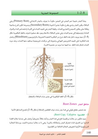 ‫البيئة‬ ‫مع‬ ‫النبات‬ ‫ؤم‬�‫تال‬ - ‫الثامن‬ ‫الف�صل‬
140
‫الجذرية‬ ‫المجموعة‬ 1-2-8
‫وفي‬ )Primary Root( ‫االبتدائي‬ ‫بالجذر‬ ‫يعرف‬ ‫ما‬ ً‫ا‬‫مكون‬ ‫الجنين‬ ‫في‬ ‫الجذير‬ ‫نمو‬ ‫نتيجة‬ ‫الجذر‬ ‫أ‬�‫ش‬�‫ين‬
‫جانبية‬ ‫افرع‬ ‫تكون‬ ‫وبدورها‬ )Secondary Roots( ‫ثانوية‬ ً‫ا‬‫جذور‬ ً‫ا‬‫مكون‬ ‫يتفرع‬ ‫وتدي‬ ‫الجذر‬ ‫يكون‬ ‫الباقالء‬
‫والمواد‬‫الماء‬‫وامت�صا�ص‬‫التربة‬‫في‬‫النبات‬‫تثبيت‬‫هي‬‫الجذر‬‫وظيفة‬.‫للنبات‬‫الجذري‬‫المجموع‬‫يتكون‬‫حتى‬‫وهكذا‬
‫�شكل‬ ‫البكتيرية‬ ‫بالعقد‬ ‫تعرف‬ ‫�صغيرة‬ ‫عقد‬ ‫وجود‬ ‫نالحظ‬ ‫الباقالء‬ ‫جذور‬ ‫وفي‬ ‫النبات‬ ‫ج�سم‬ ‫إلى‬� ‫وتو�صيلها‬ ‫المذابة‬
‫وتعمل‬ )Rhizobium( ‫بالرايزوبيوم‬ ‫المعروفة‬ ‫المفيدة‬ ‫البكتريا‬ ‫من‬ ‫نوع‬ ‫العقد‬ ‫هذه‬ ‫داخل‬ ‫يوجد‬ ‫حيث‬ )2-8(
‫موت‬ ‫وعند‬ ،‫النبات‬ ‫منها‬ ‫ي�ستفيد‬ ‫نتروجينية‬ ‫مركبات‬ ‫إلى‬� ‫وتحويله‬ ‫الهوائي‬ ‫النتروجين‬ ‫تثبيت‬ ‫على‬ ‫البكتريا‬ ‫هذه‬
.‫التربة‬ ‫خ�صوبة‬ ‫من‬ ‫يزيد‬ ‫مما‬ ‫فيها‬ ‫بما‬ ‫العقد‬ ‫هذه‬ ‫تتحلل‬ ‫النبات‬
:Root Zones ‫الجذر‬ ‫مناطق‬
:‫آتية‬‫ل‬‫ا‬ ‫المناطق‬ ‫تت�ضح‬ )2-8( ‫�شكل‬ )‫(الباقالء‬ ‫الفلقتين‬ ‫ذوات‬ ‫نبات‬ ‫جذر‬ ‫قمة‬ ‫في‬ ‫طولي‬ ‫مقطع‬ ‫فح�ص‬ ‫عند‬
:)Root Cap) Calyptra ‫القلن�سوة‬ -1
‫القمة‬ ‫خاليا‬ ‫حماية‬ ‫على‬ ‫وتعمل‬ ً‫ا‬‫مخروطي‬ ً‫ال‬‫�شك‬ ‫أخذ‬�‫وت‬ ‫الجذر‬ ‫قمة‬ ‫في‬ ‫تقع‬ ‫برنكيمية‬ ‫خاليا‬ ‫من‬ ‫تتكون‬ ‫حيث‬
‫الخاليا‬ ‫بو�ساطة‬ ‫التجدد‬ ‫م�ستمرة‬ ‫خاليا‬ ‫ت‬ ‫ذا‬ ‫وهي‬ .‫بالتربة‬ ‫واحتكاكه‬ ‫الجذر‬ ‫اختراق‬ ‫اثناء‬ ‫التمزق‬ ‫من‬ ‫النامية‬
.‫القلن�سوة‬ ‫من‬ ‫التالفة‬ ‫الخاليا‬ ‫لتعوي�ض‬ ‫أولية‬‫ل‬‫ا‬ ‫المر�ستيمية‬
)‫(للحفظ‬ ‫الباقالء‬ ‫نبات‬ ‫جذور‬ ‫في‬ ‫البكتيرية‬ ‫العقد‬ .)2-8( ‫�شكل‬
 